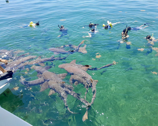 Students snorkel in clear turquoise water as nurse sharks gather beside the boat in Belize