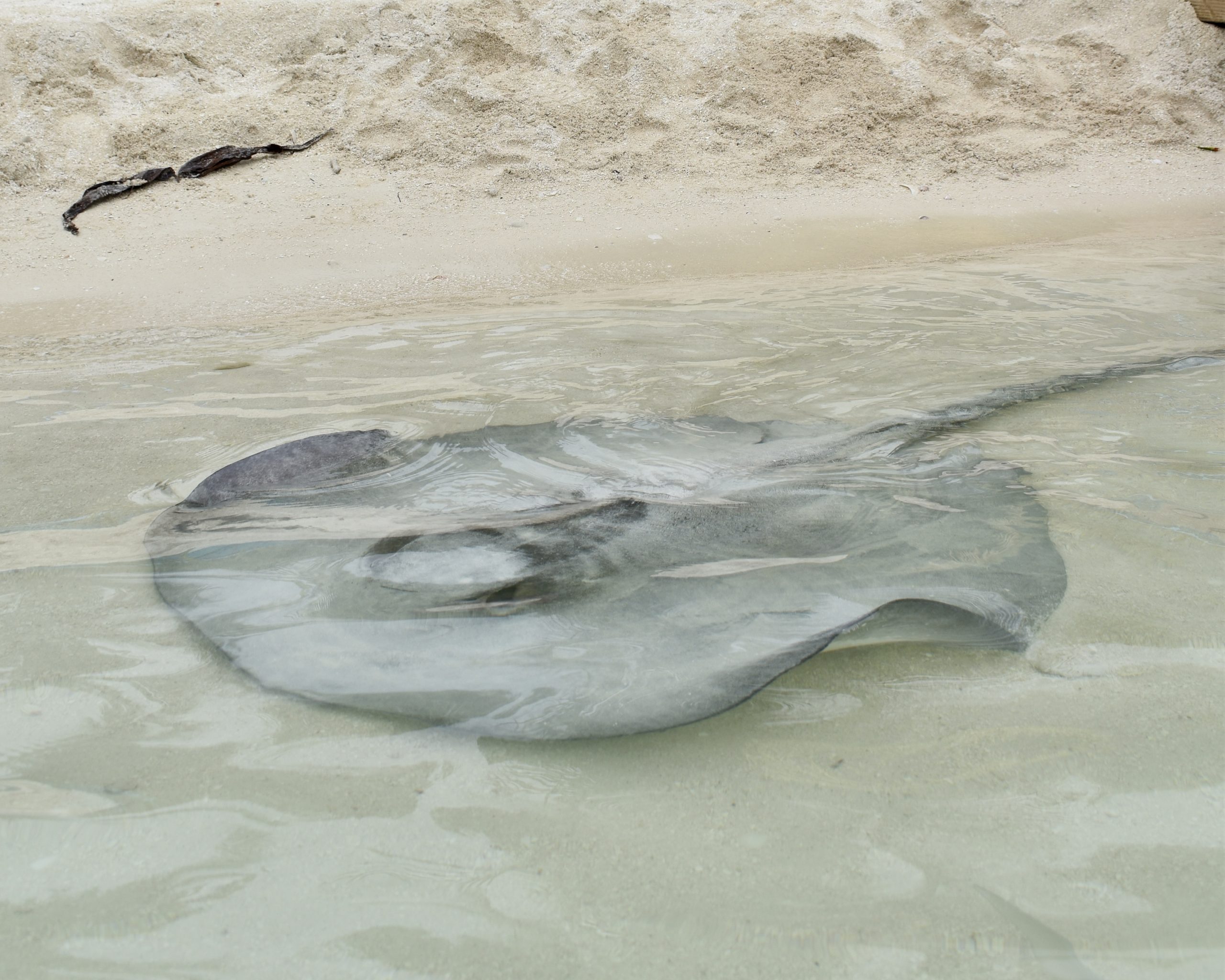 A stingray glides through shallow water near a sandy shoreline