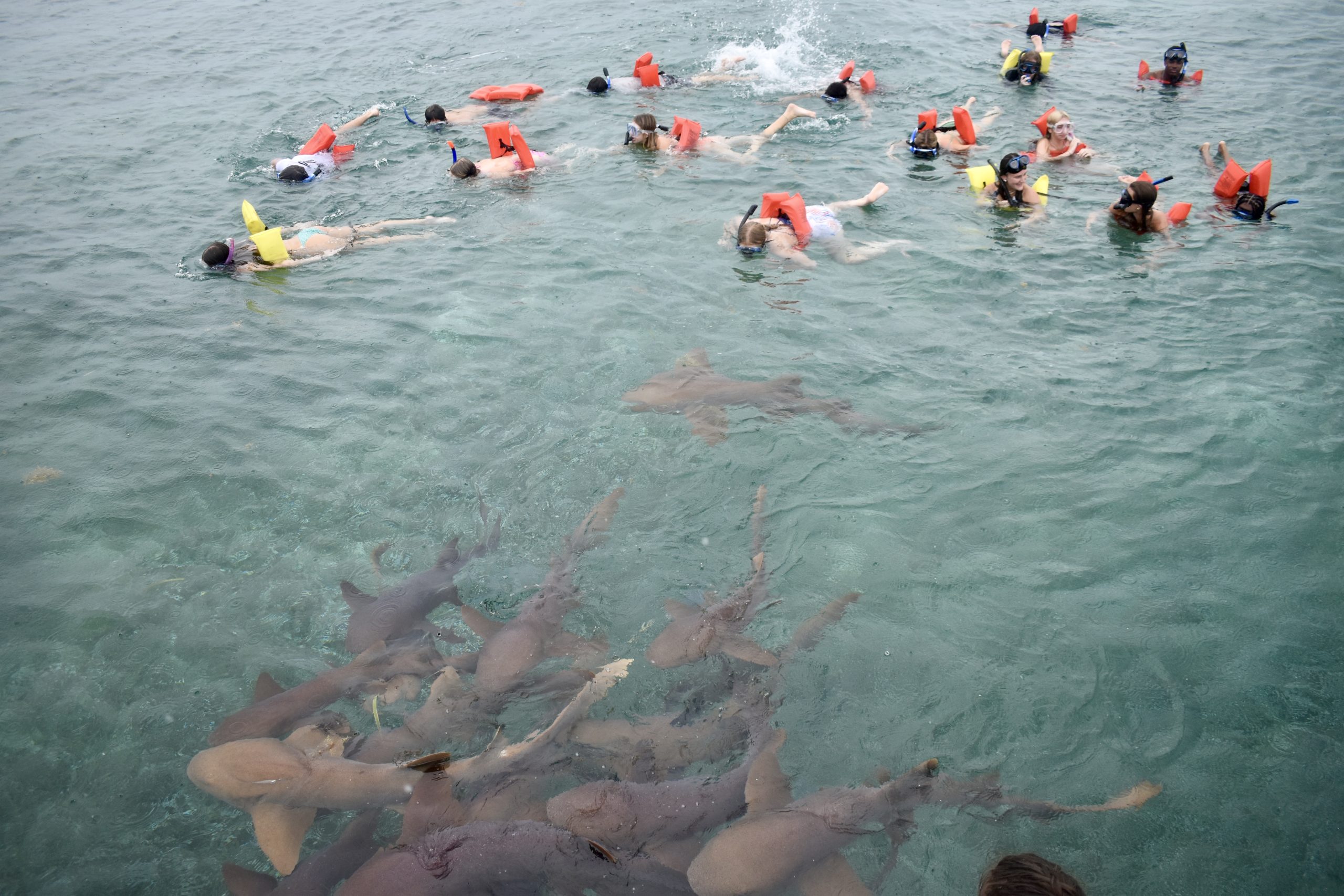 Snorkelers wearing life vests swim near nurse sharks in shallow reef water