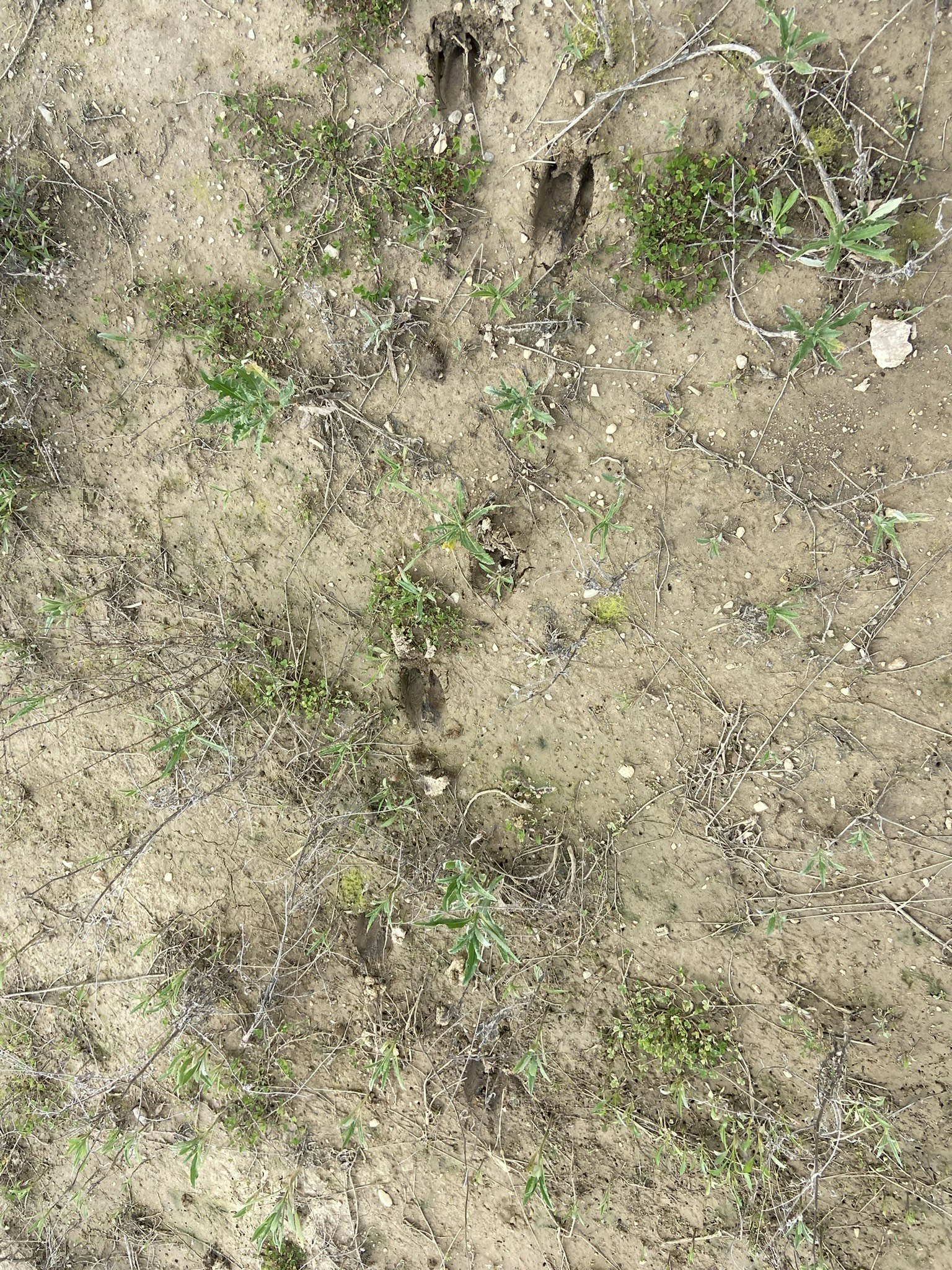 A view of the wetland Barron created