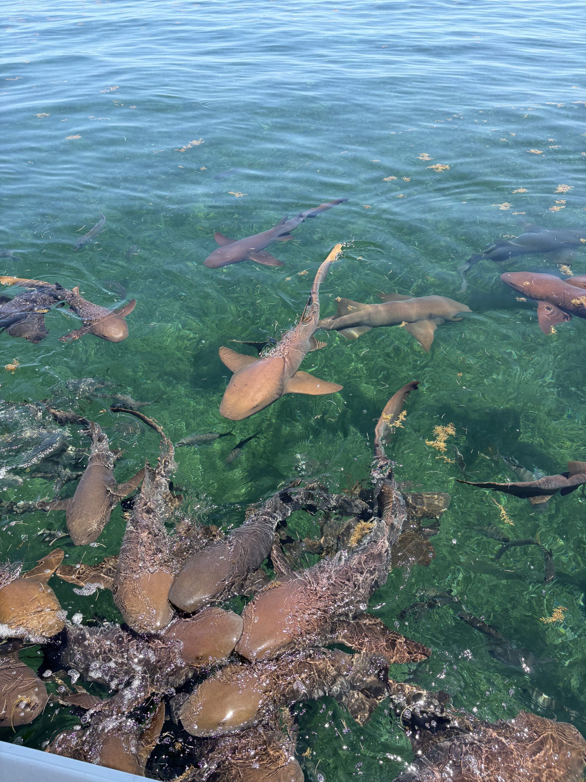 Nurse sharks swirl near the surface in clear reef water
