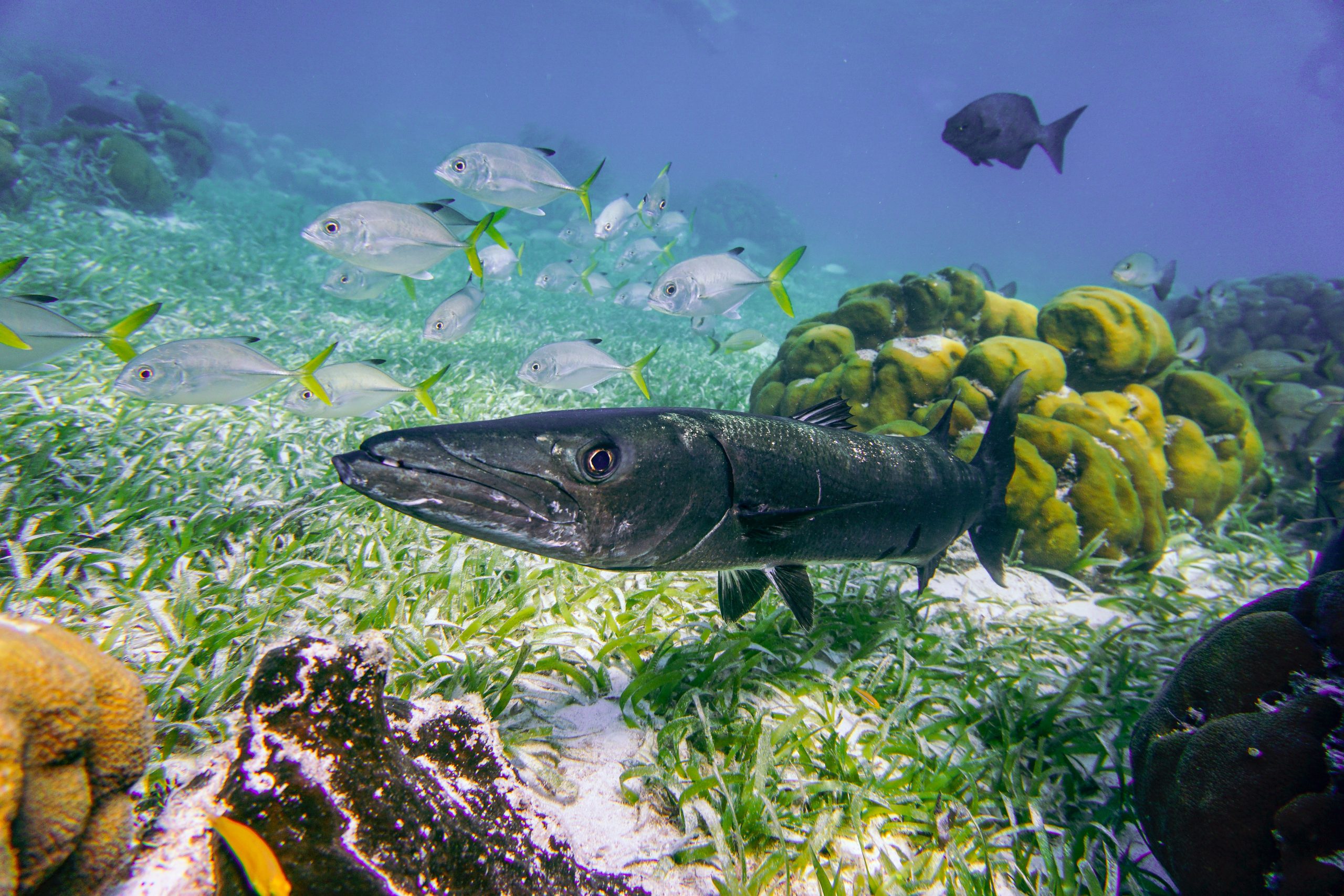 A barracuda swims over seagrass near coral, with a school of fish in the background
