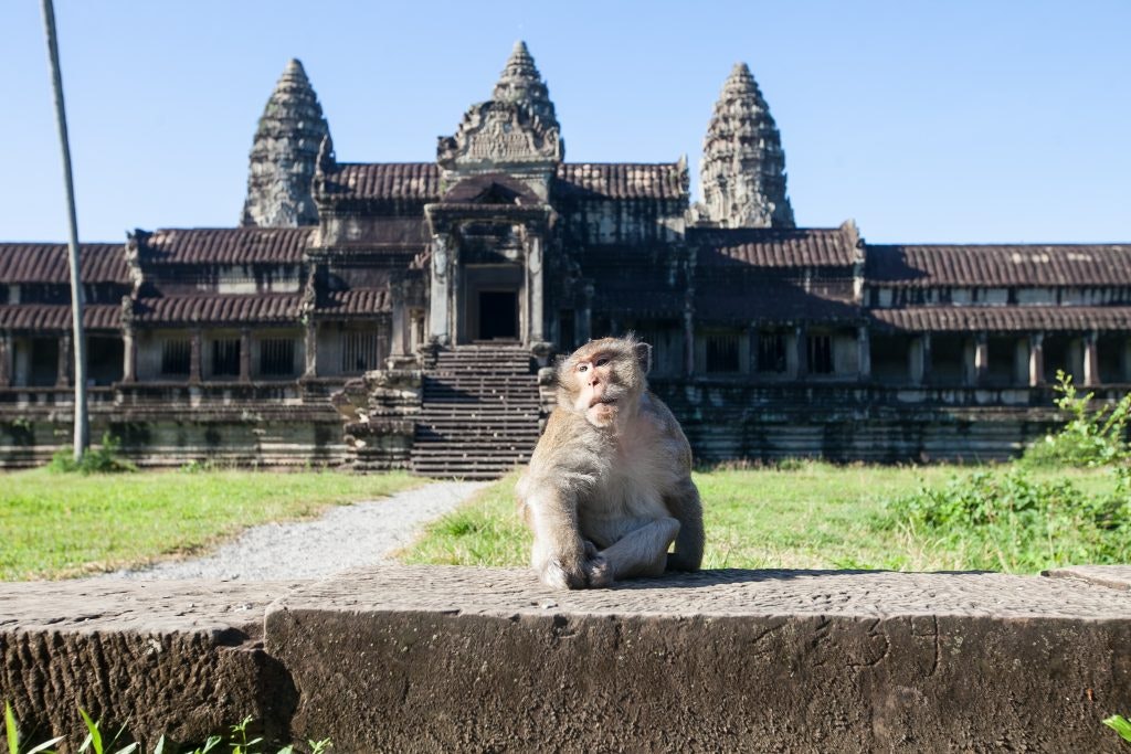 Monkey sitting in front of Angkor Wat temple.