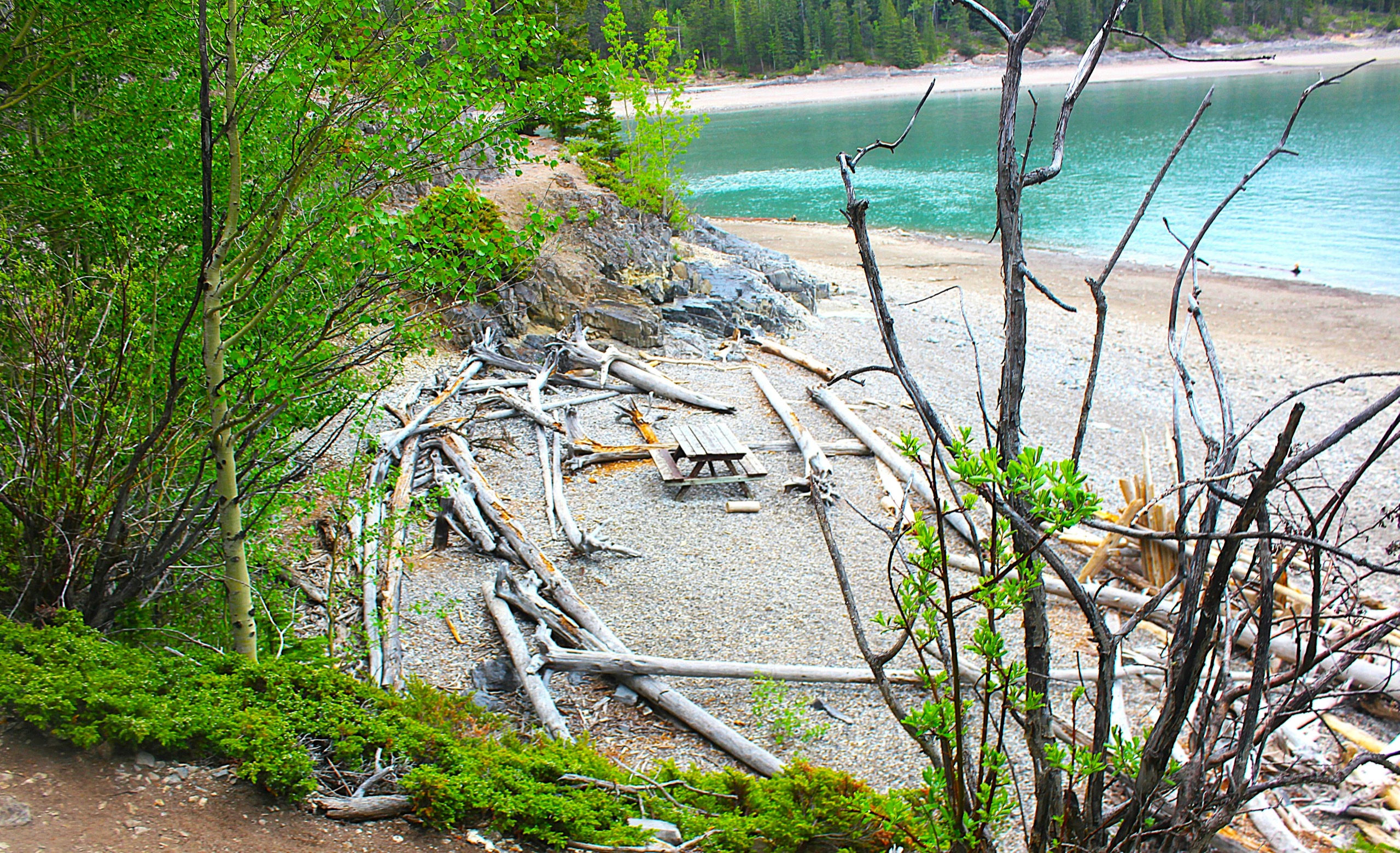 Driftwood along a lakeshore in Banff National Park, with forested slopes rising behind it.