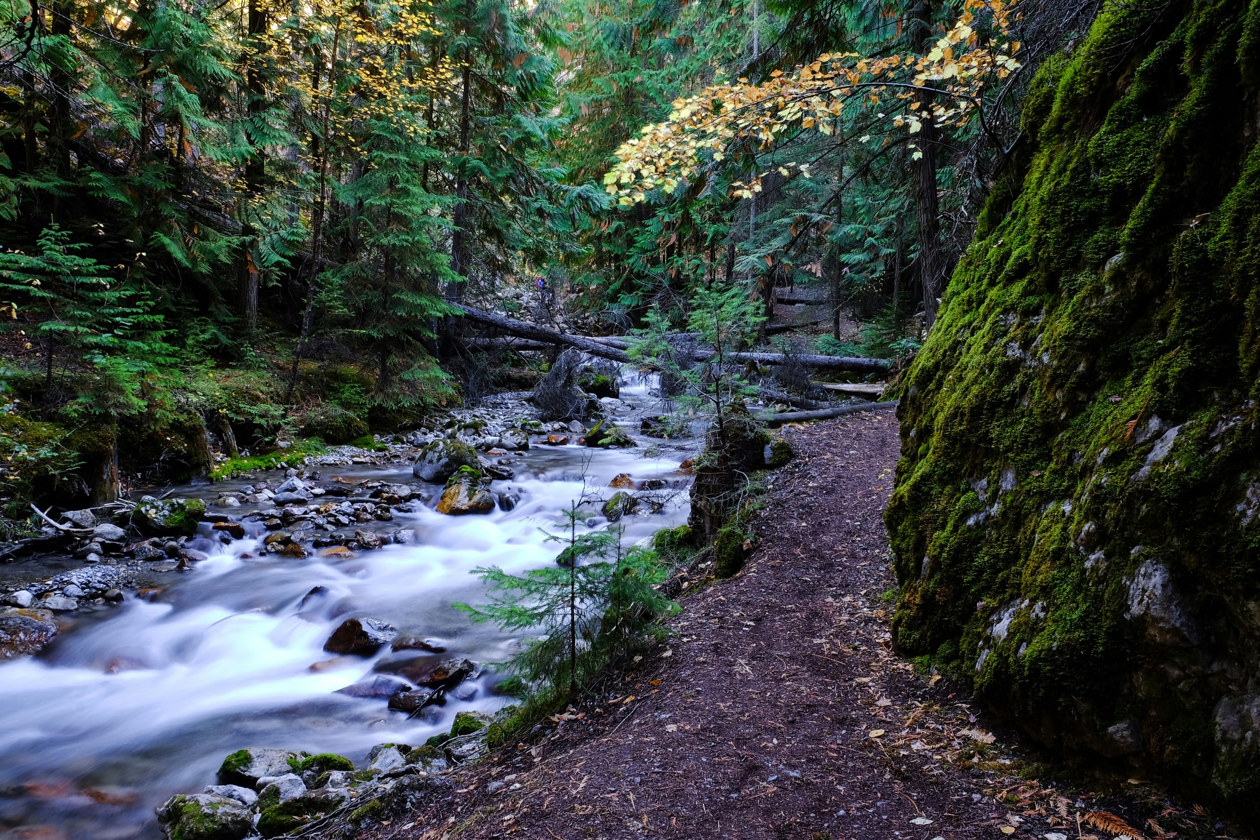 A river winds through a misty evergreen forest near Radium Hot Springs in the Canadian Rockies.