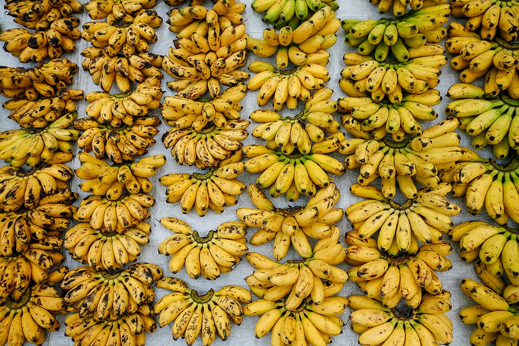 Latundan Bananas bunches