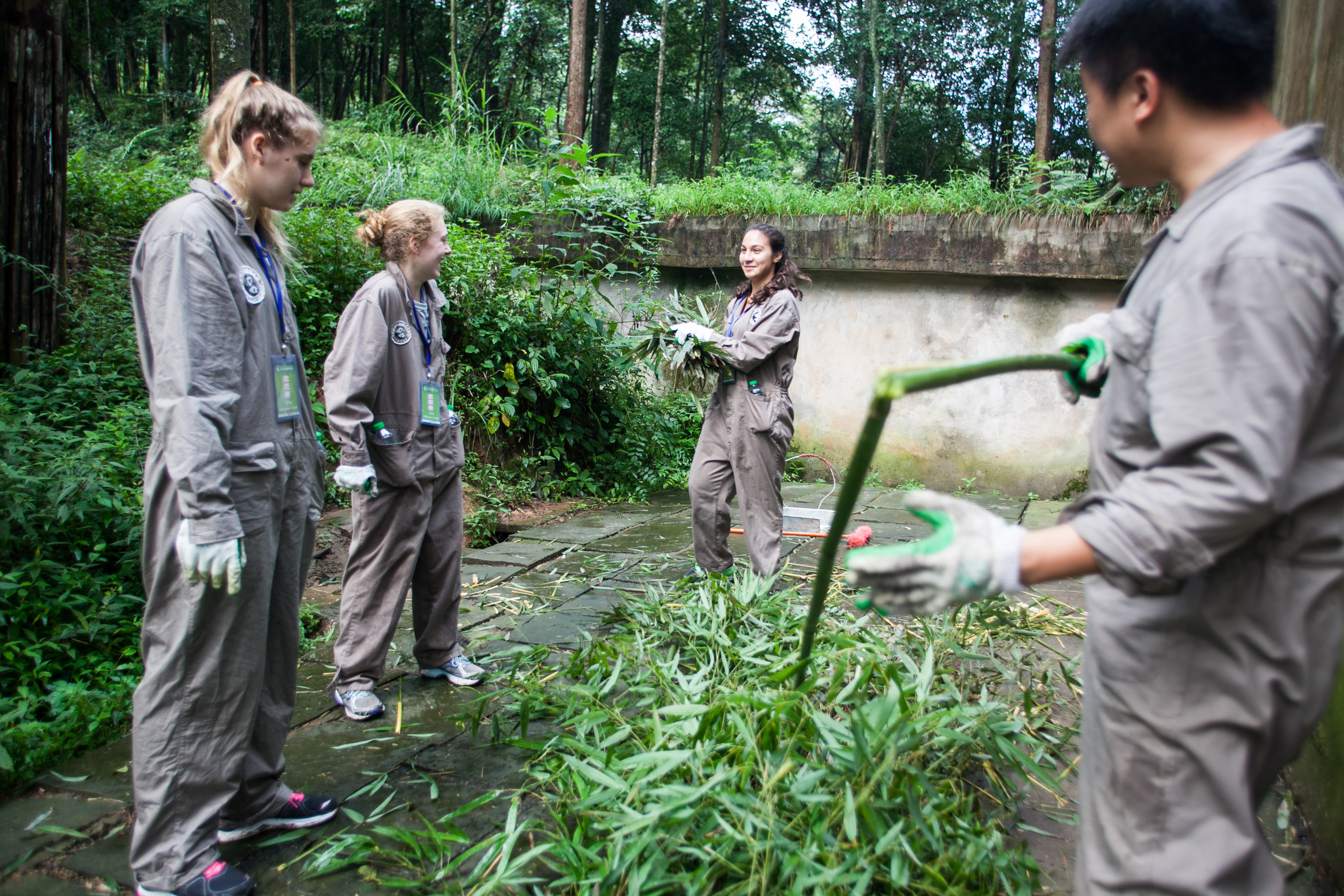 Students in coveralls gather bamboo stalks at a panda conservation site