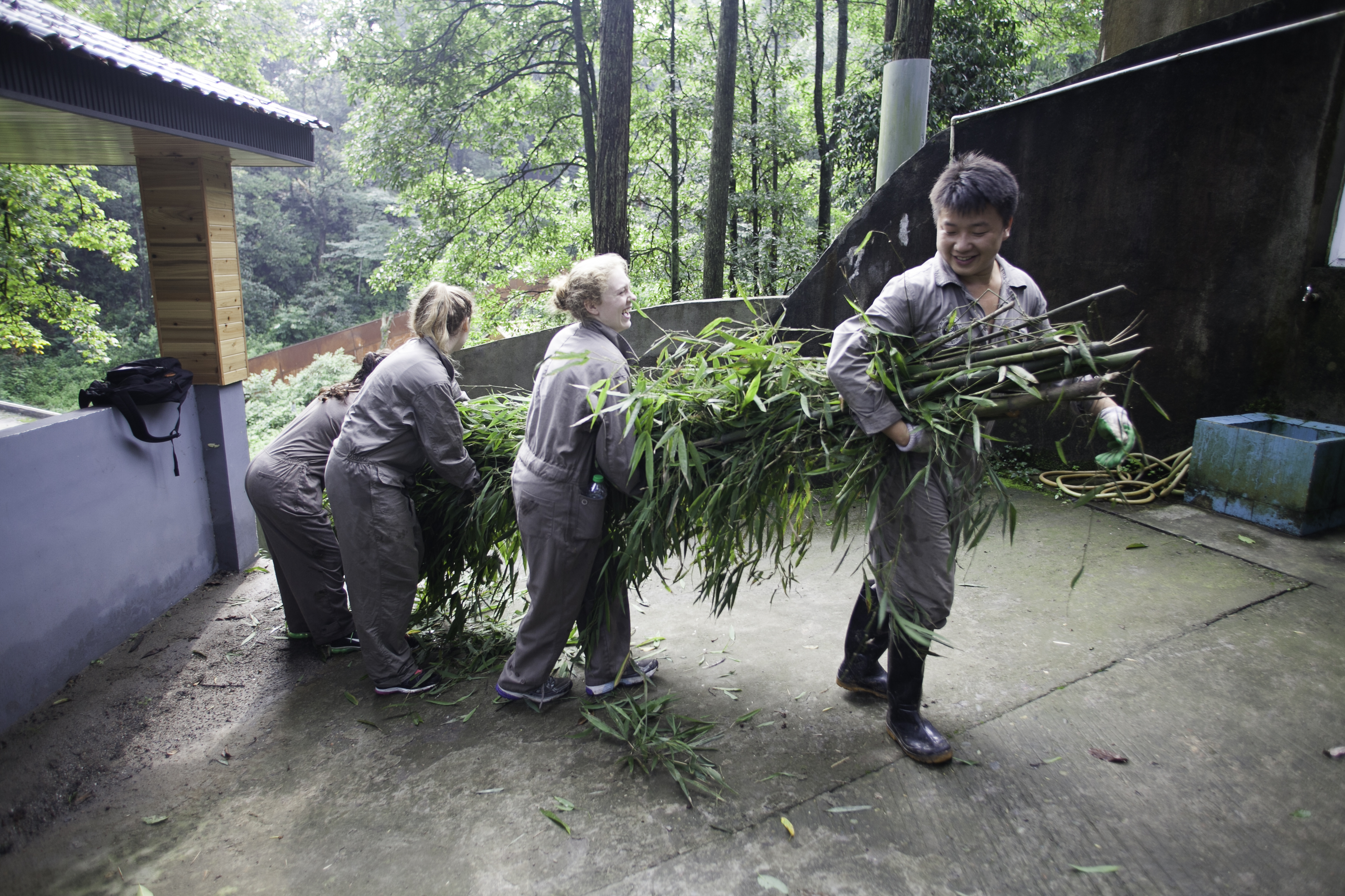 Three people in grey work coveralls carry heavy armfuls of cut bamboo along a path through green woodland.