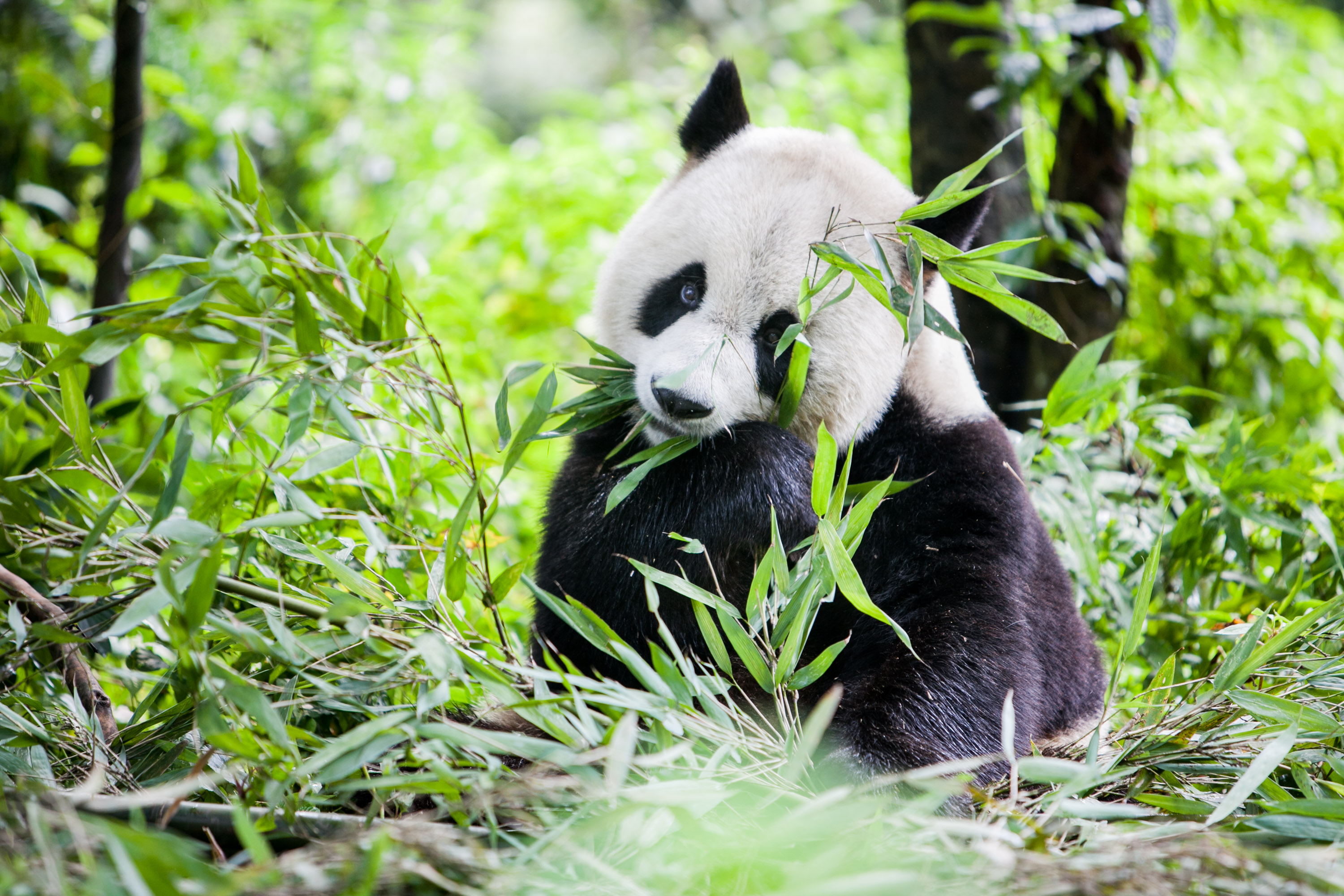 A giant panda sits among green bamboo, holding a leafy stalk to its mouth with both front paws.