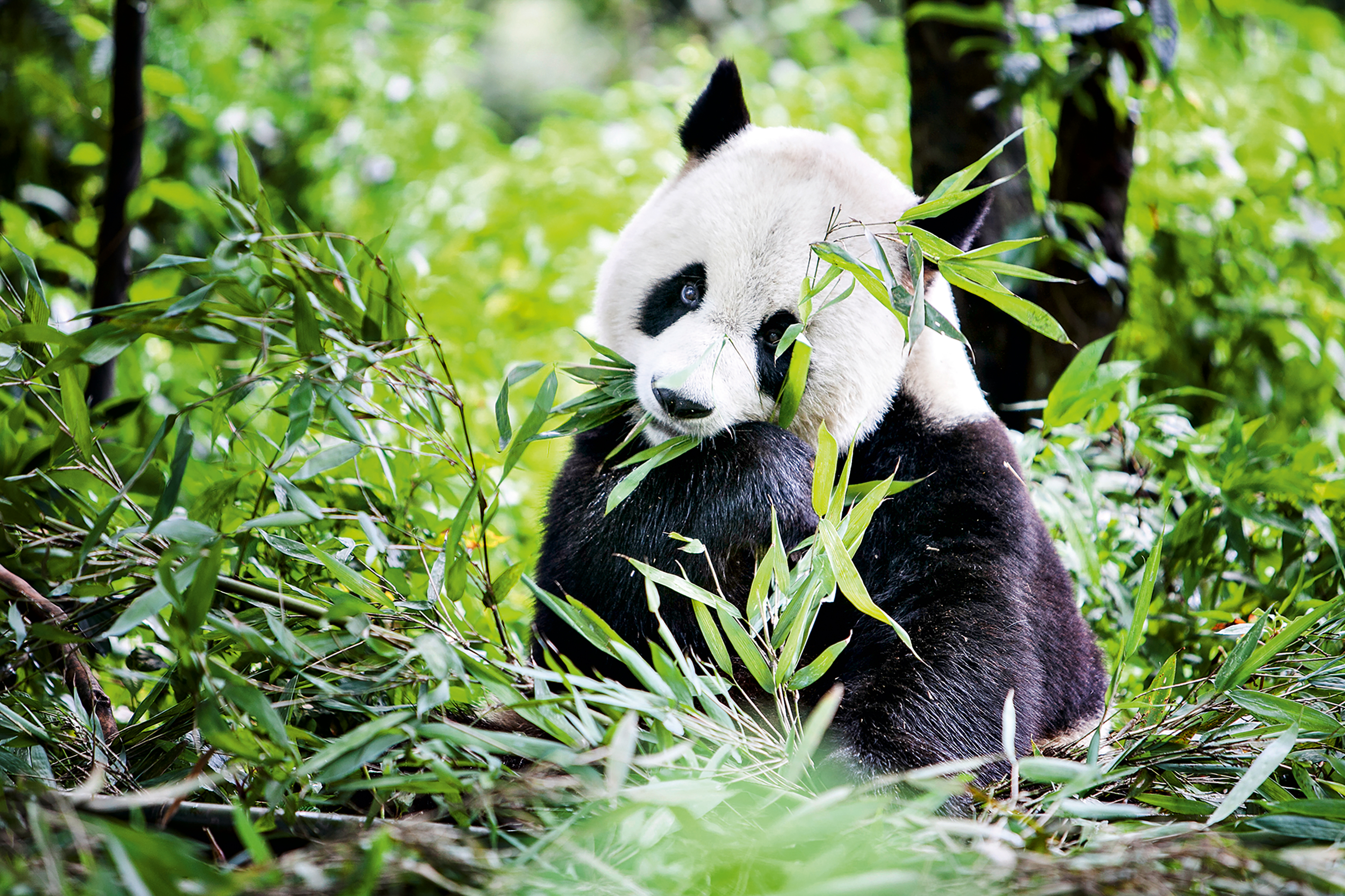 A giant panda eats bamboo leaves amid dense green foliage