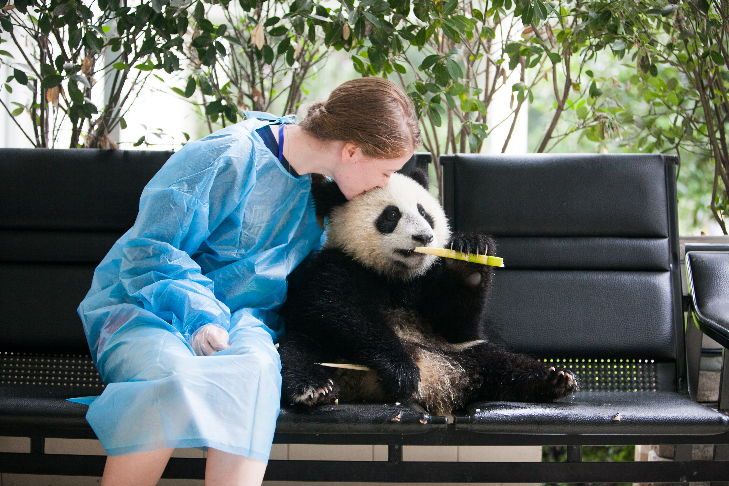 A student in protective gown sits beside a giant panda chewing on a bamboo stick