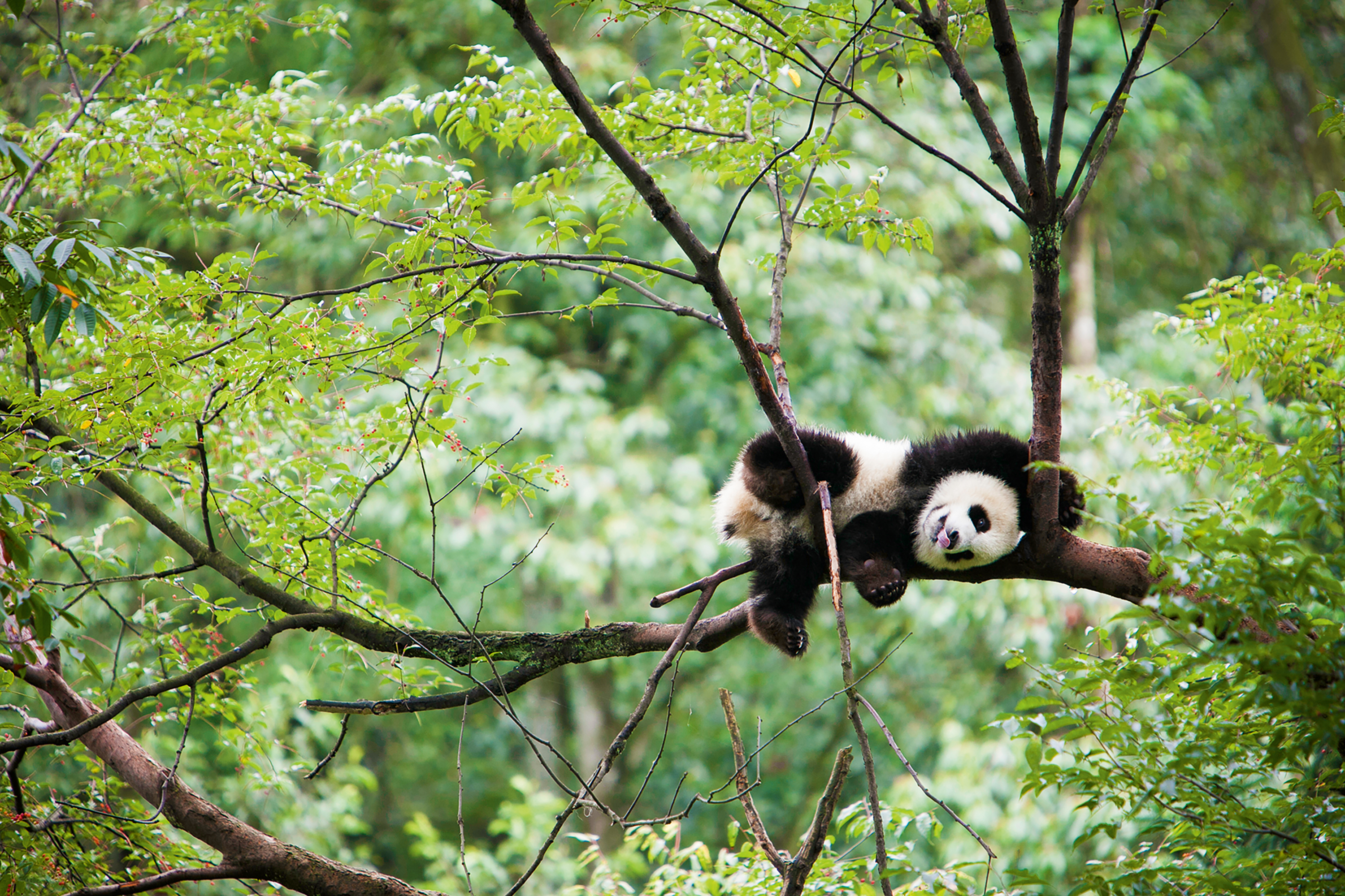 A panda cub sprawls across tree branches in a green forest canopy