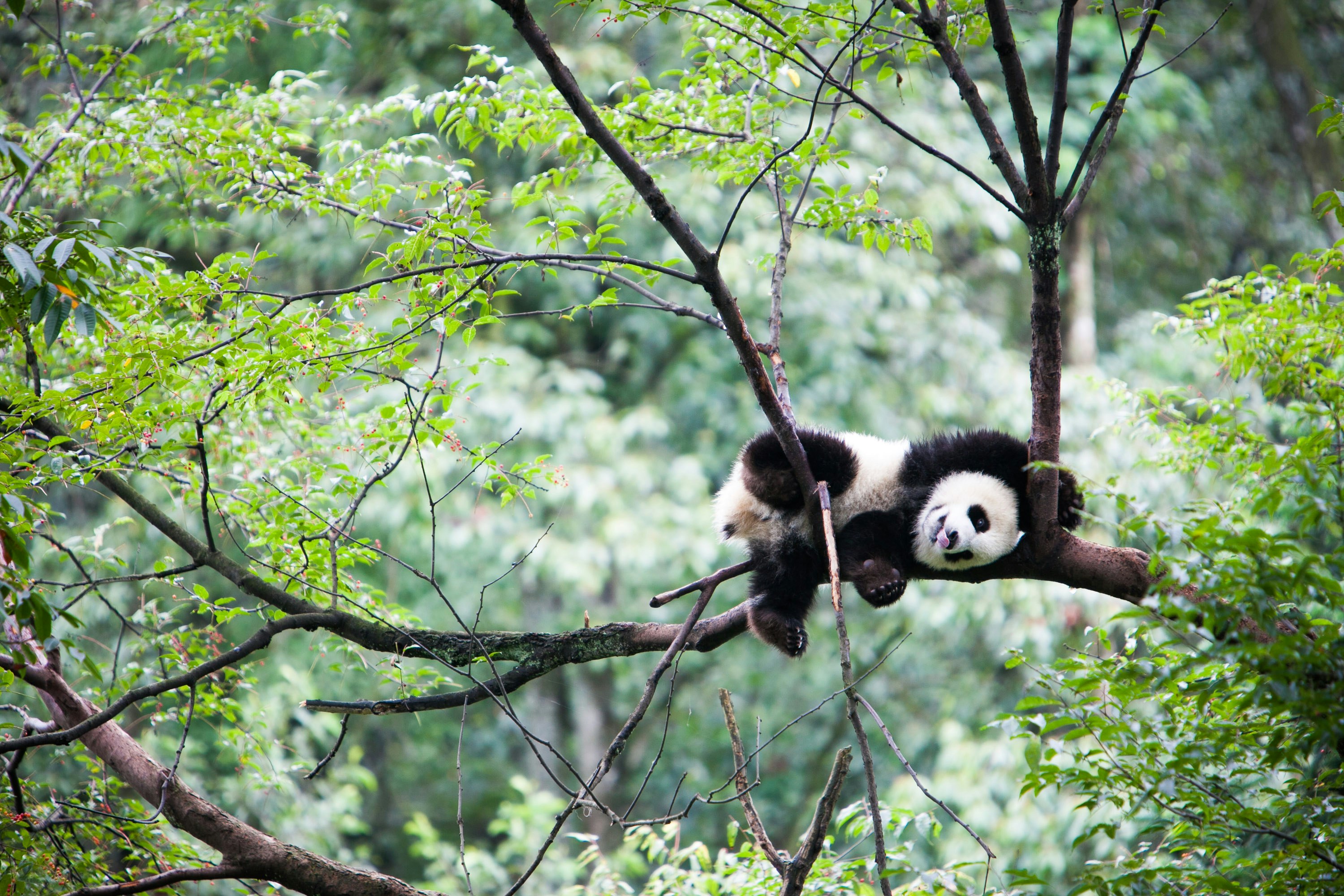 China: Giant Panda Conservation Project