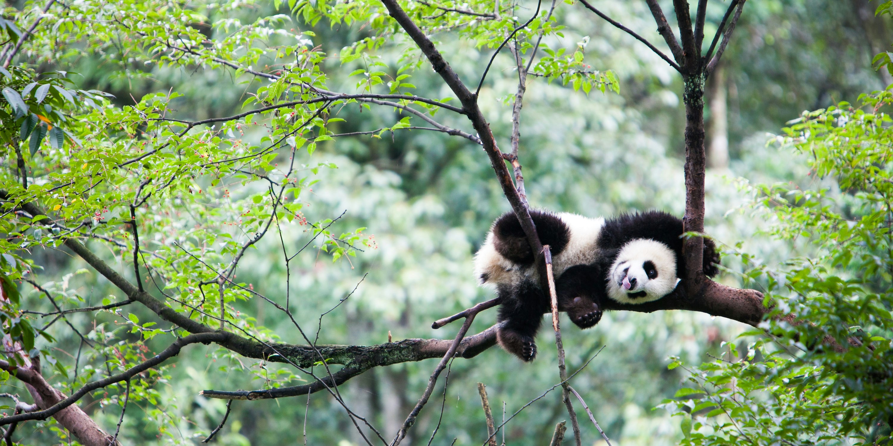 China: Giant Panda Conservation Project