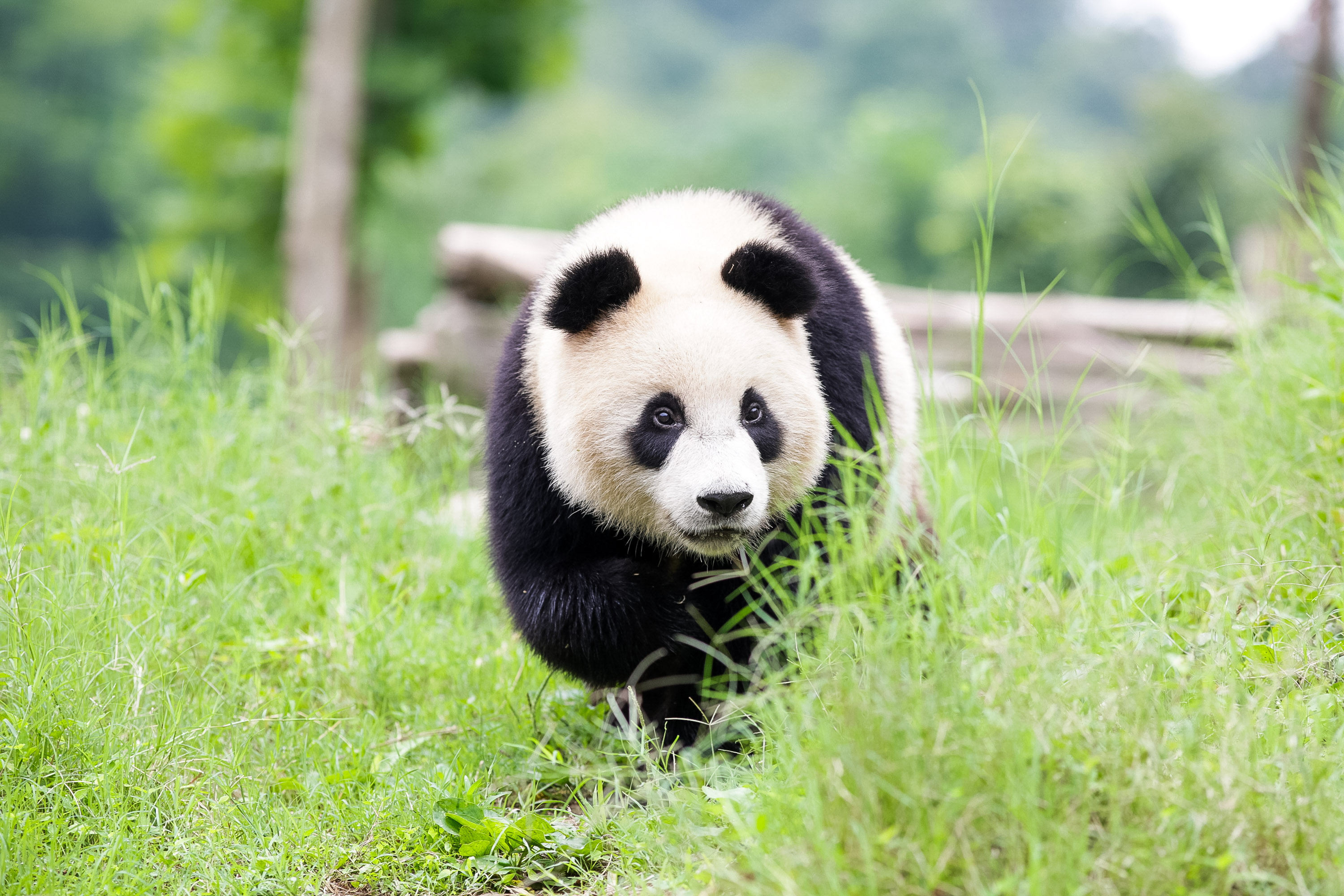 A giant panda in China walks through tall grass