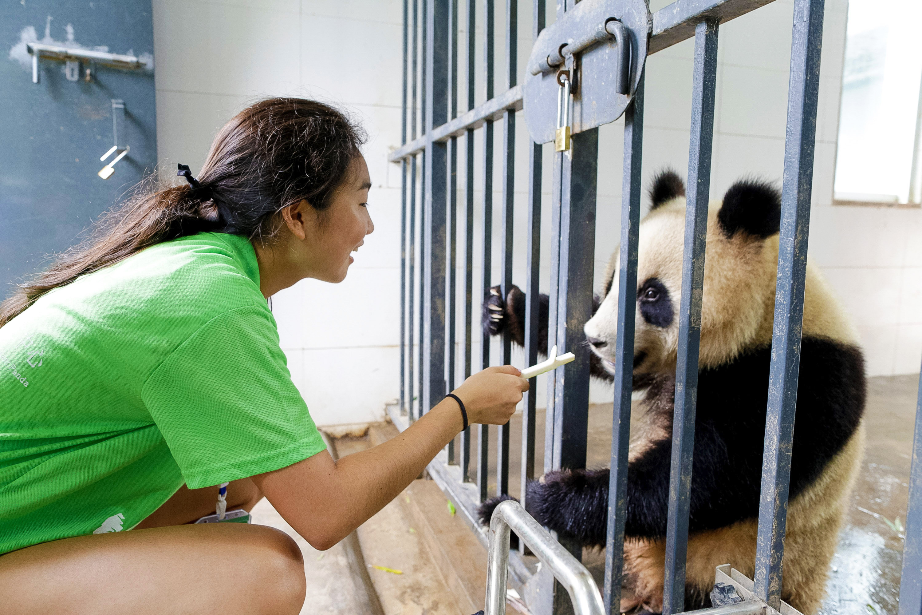 Students feed a giant panda through bars with a long utensil