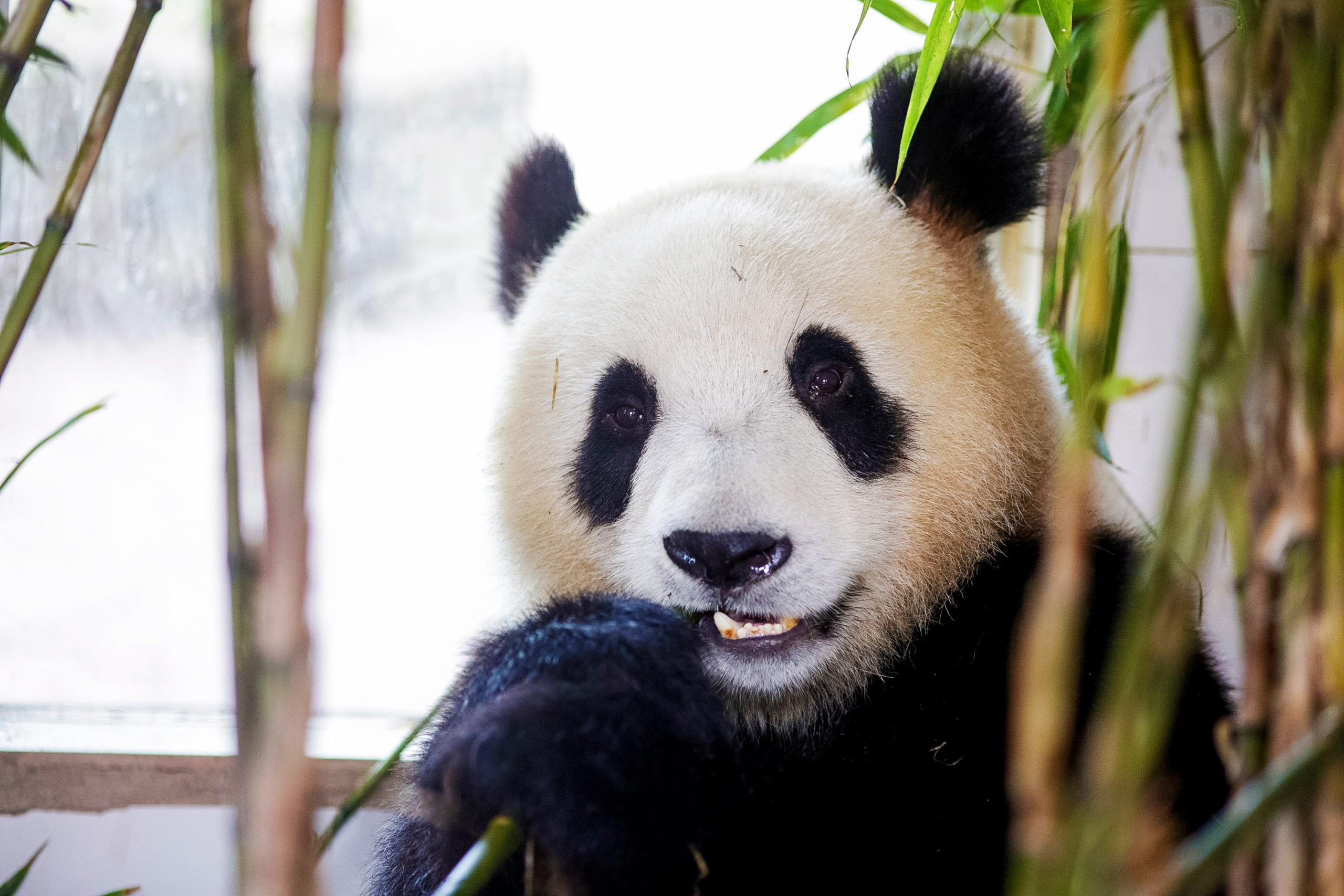 Panda eating bamboo, framed by bamboo stalks. Fun facts about China