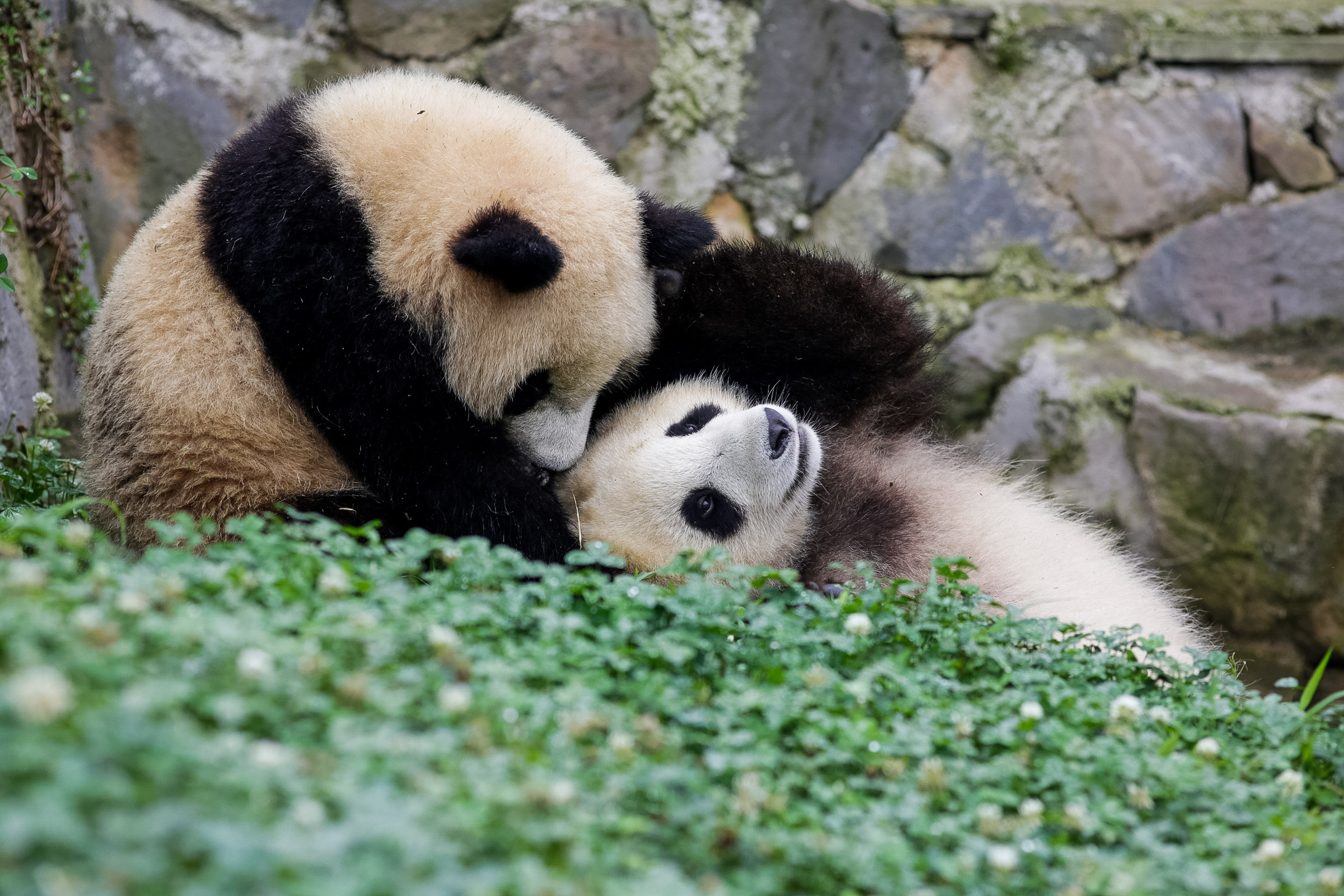 Two giant pandas nuzzle together amid green ground cover near a stone wall