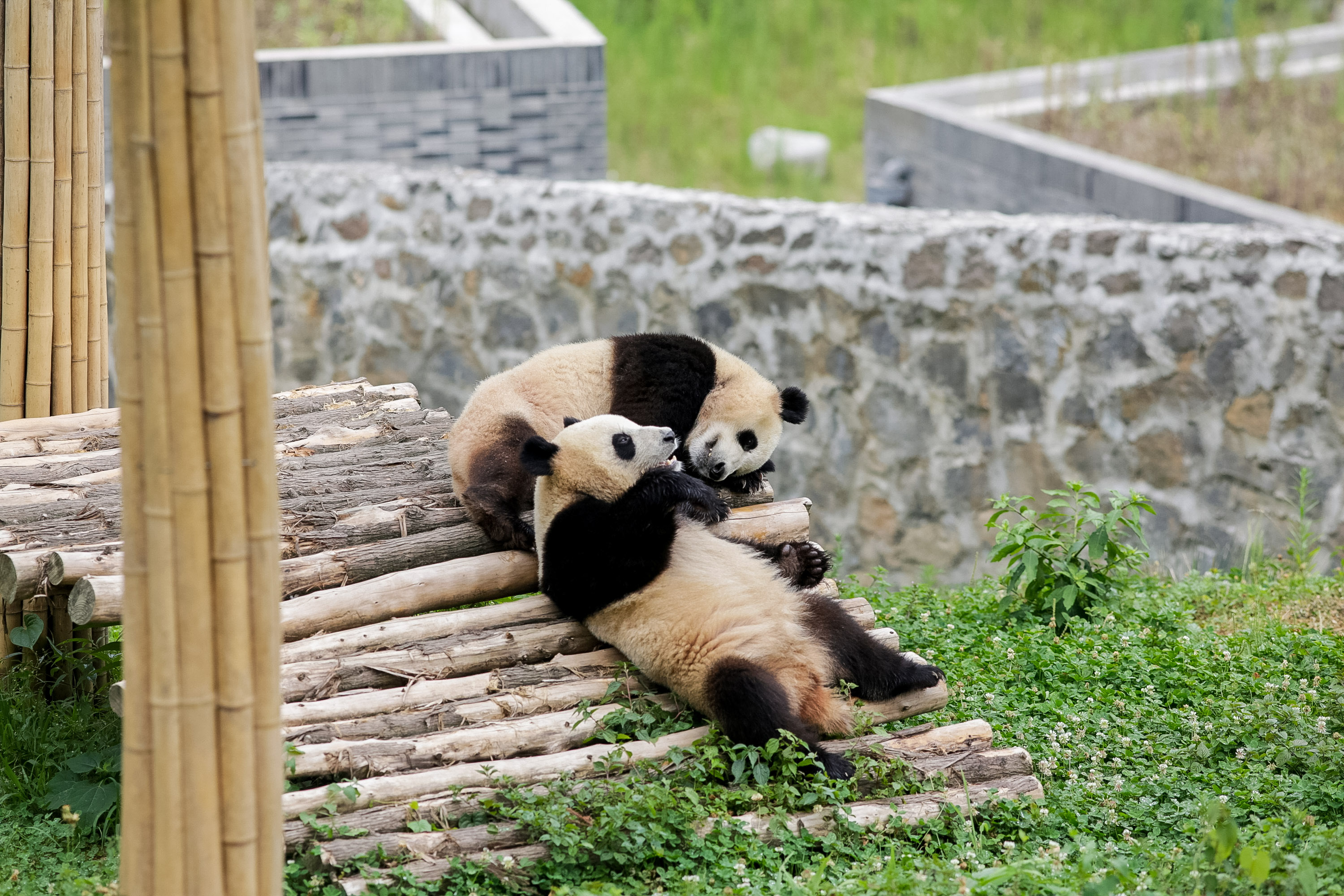 Giant pandas play together atop a wooden log platform