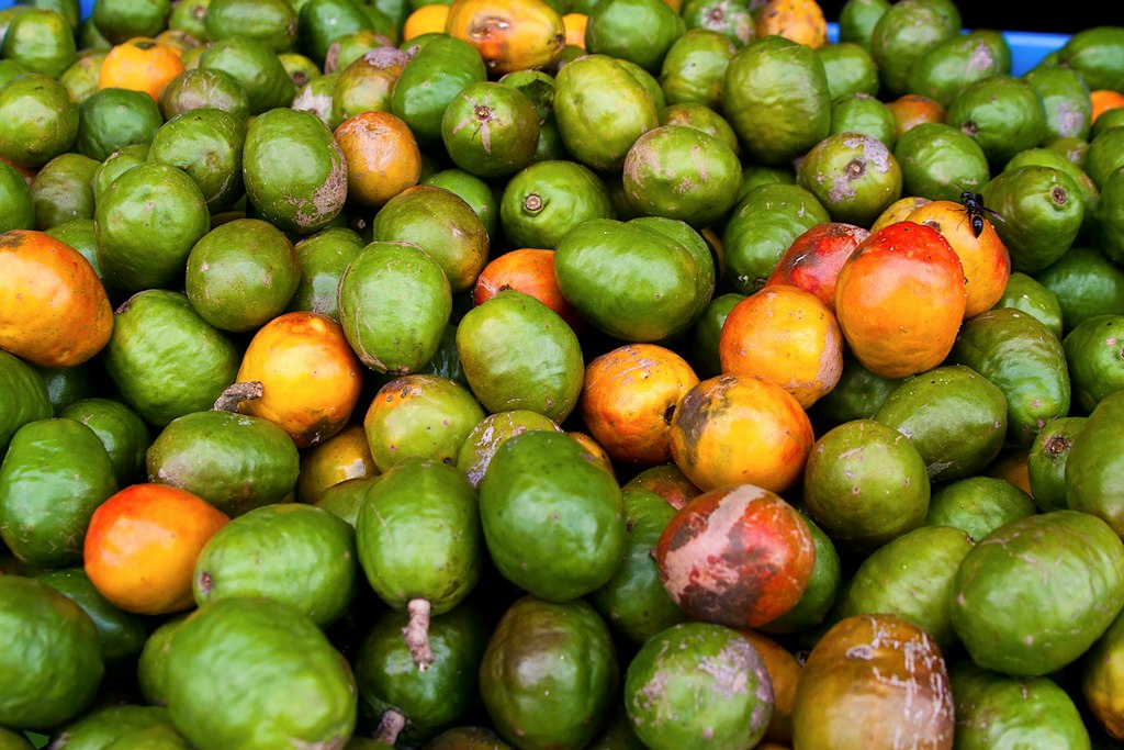 Jocote fruit on the tree