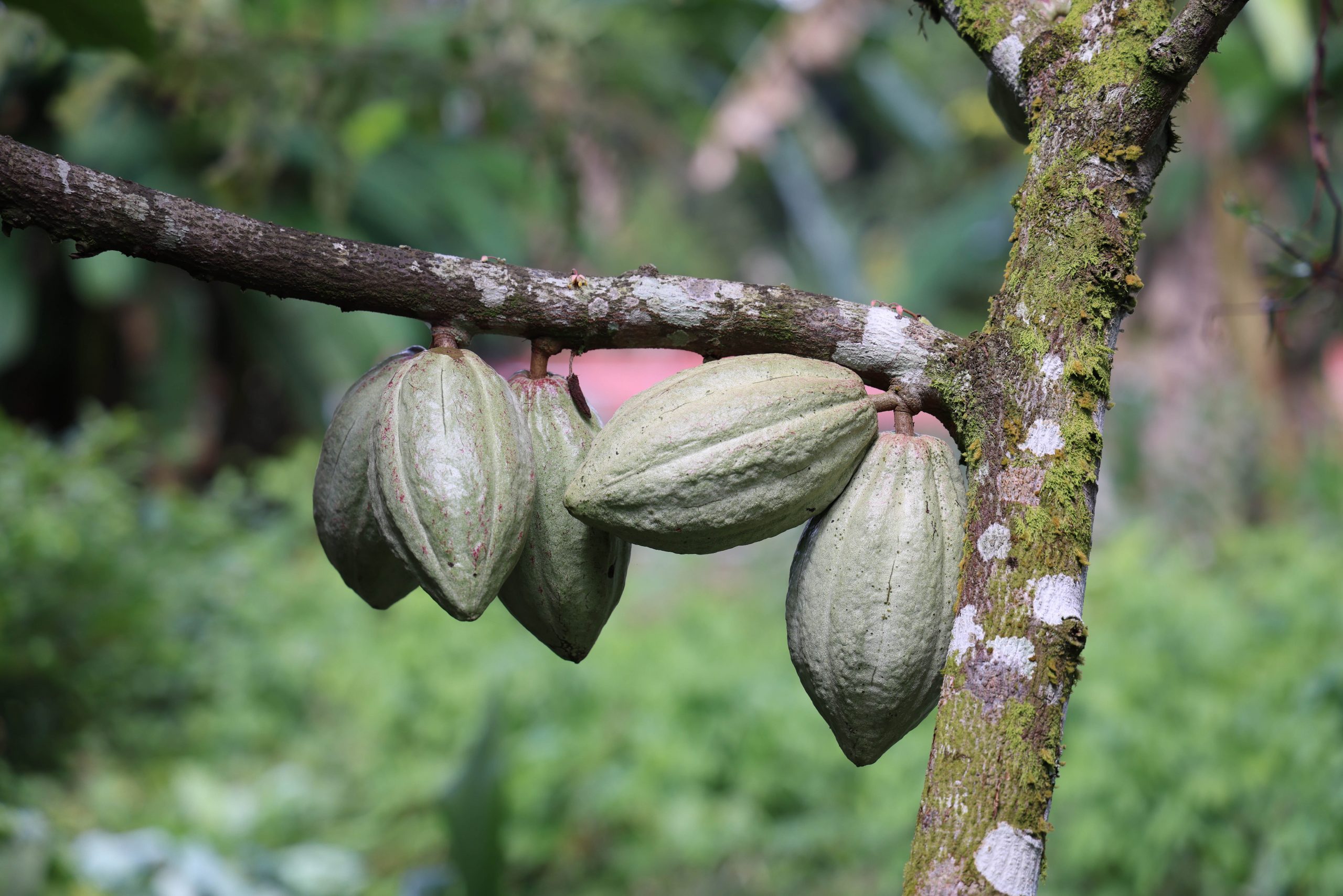 Cacao pods hang from a mossy tree branch in a forest