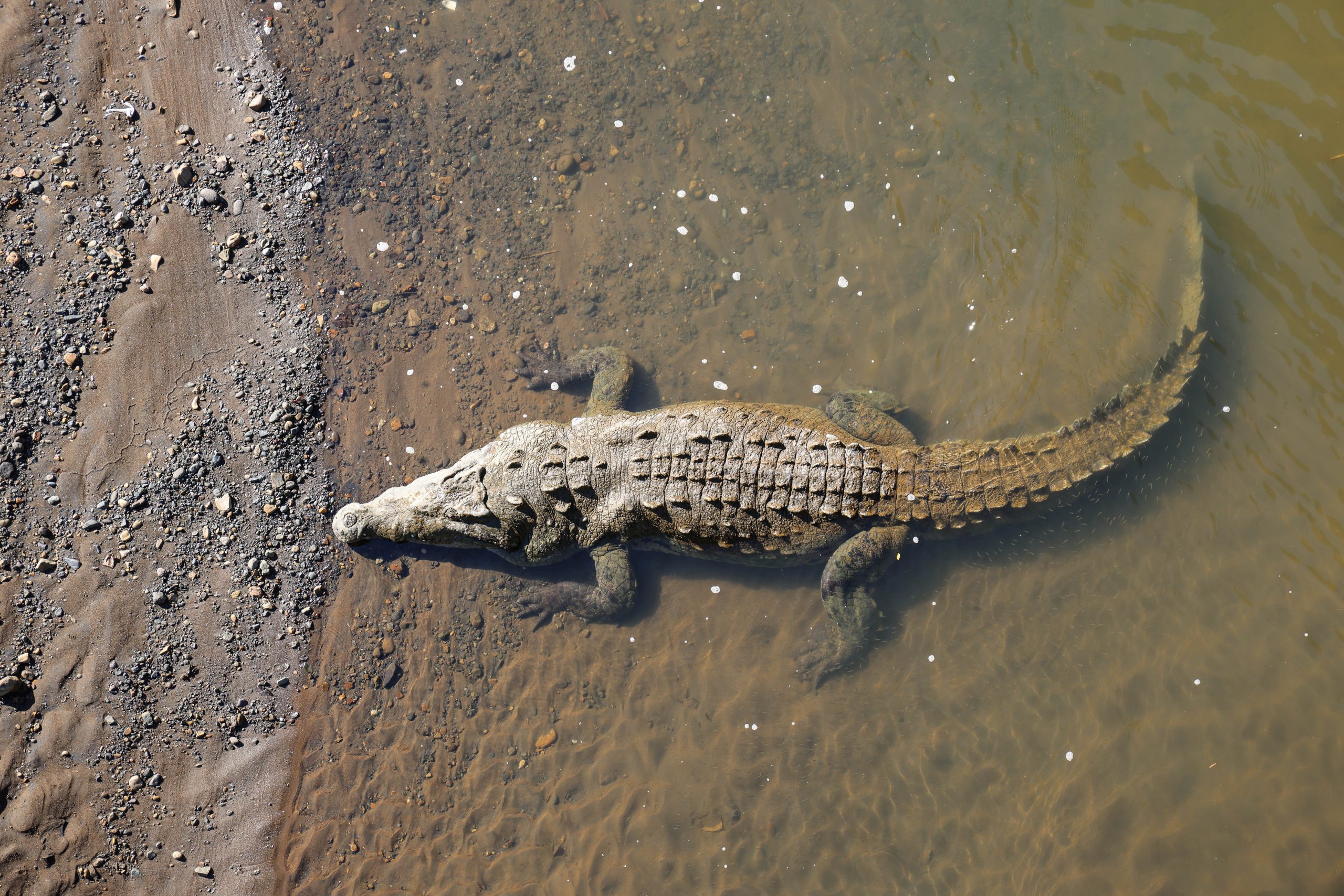 A crocodile rests at the water's edge on a muddy riverbank