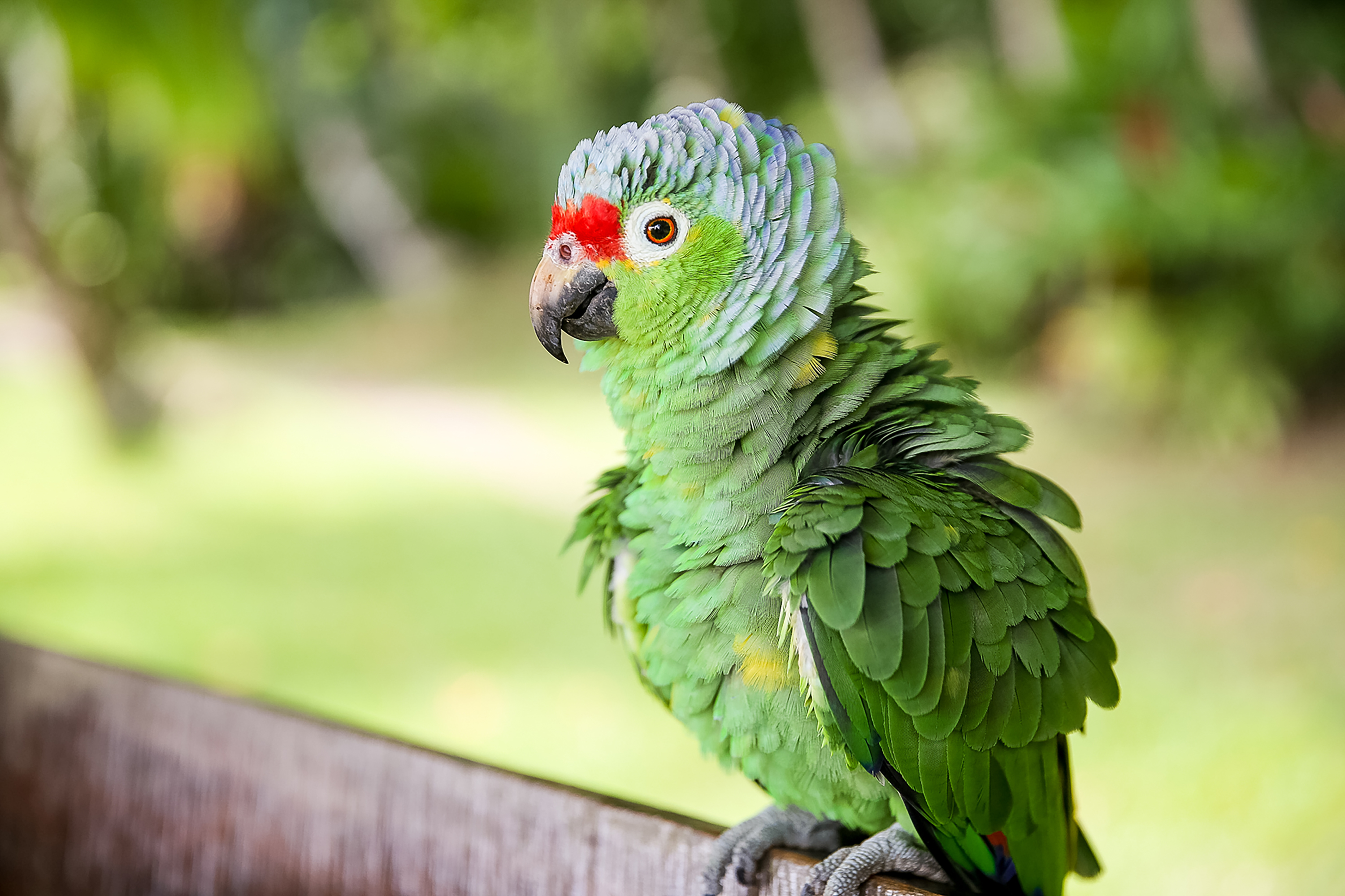 A green parrot with a red-marked face perches on a wooden rail
