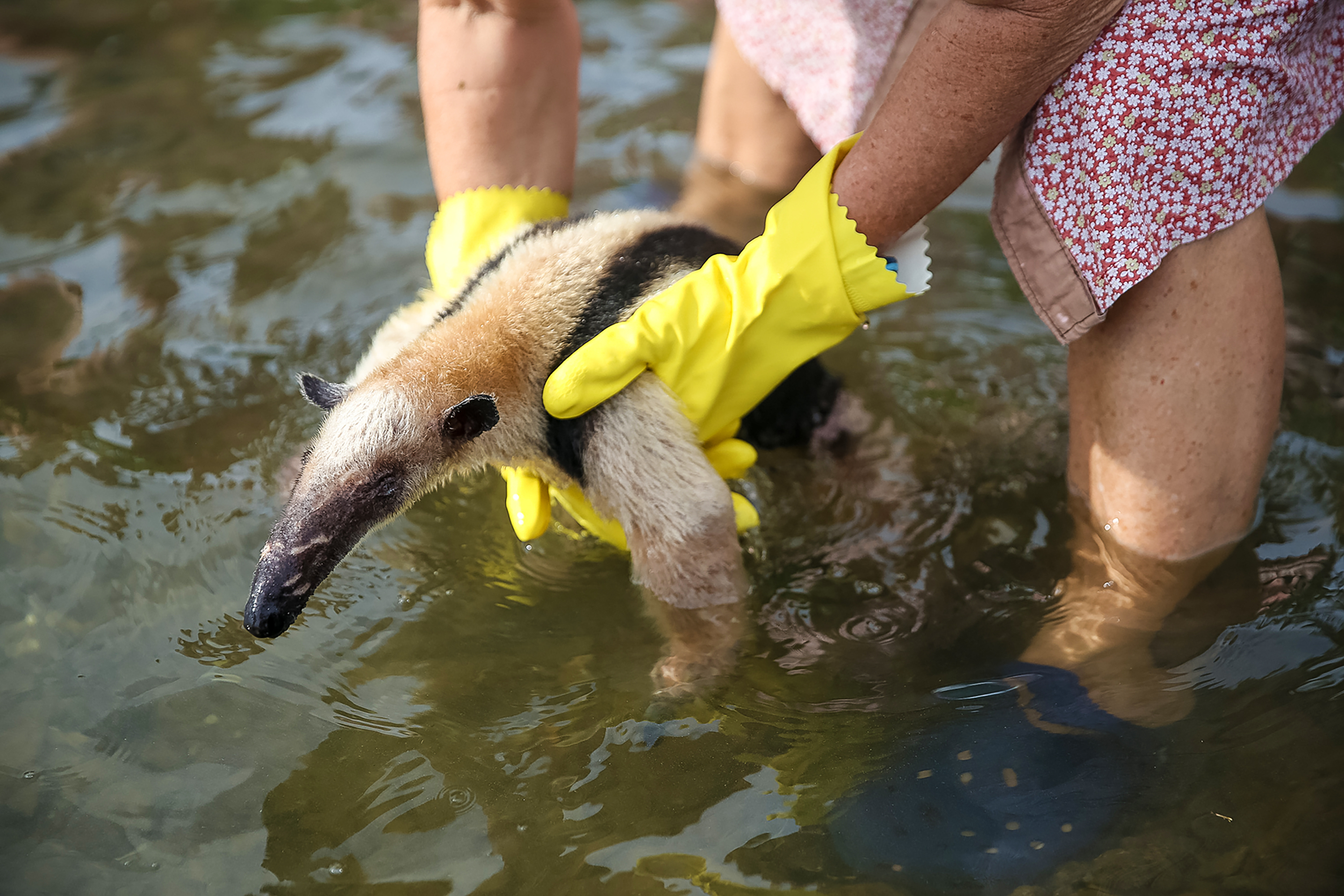 A person wearing yellow rubber gloves lifts an anteater from shallow water
