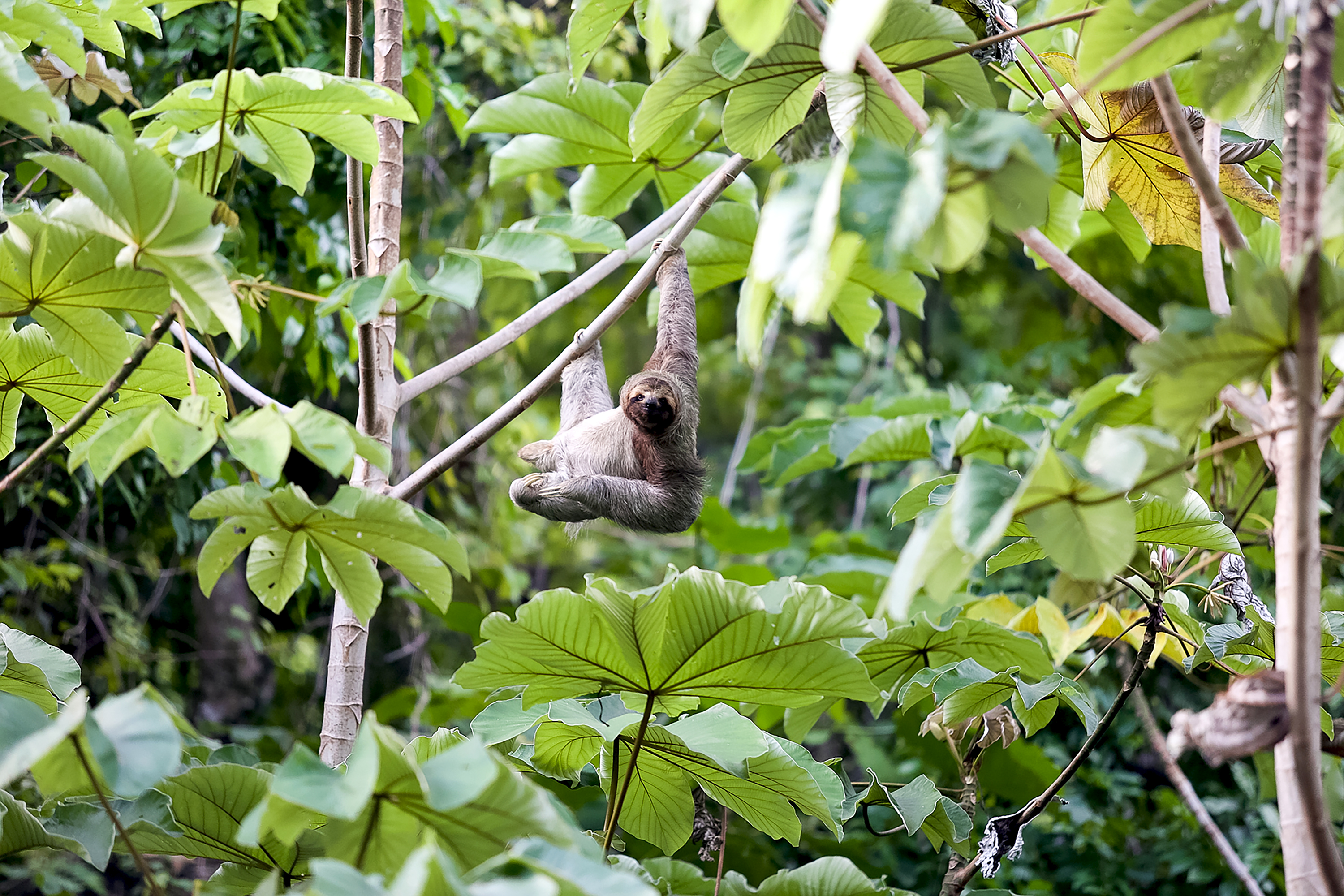 A school trip pauses as a sloth hangs from a branch amid dense rainforest leaves