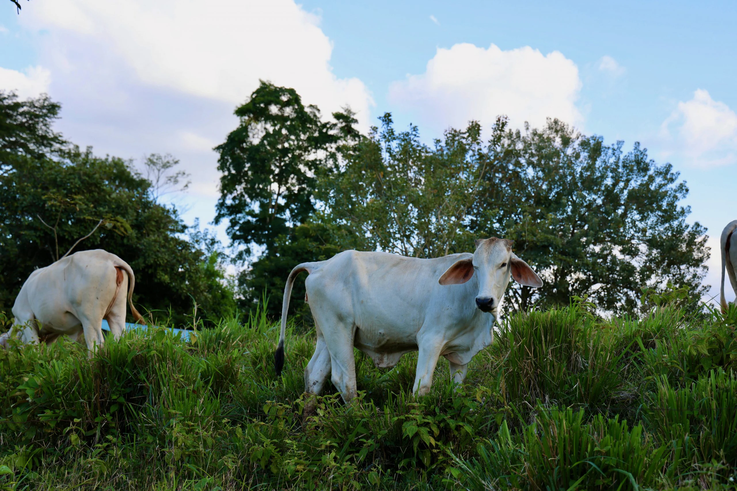 Costa Rica: Summer Camp Leadership | Rustic Pathways