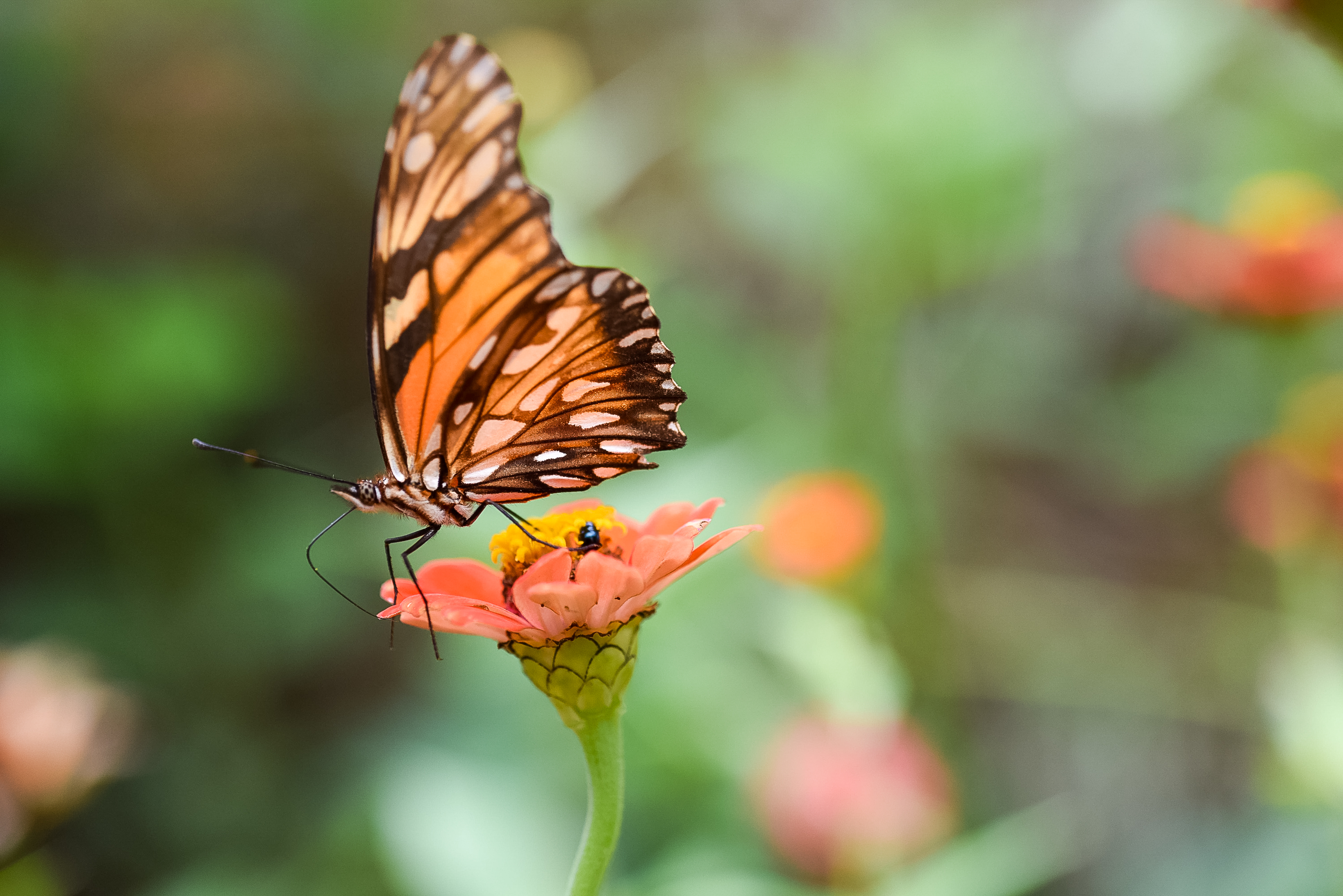 Orange butterfly feeding on a zinnia flower