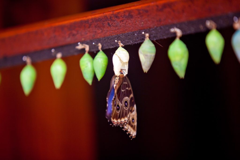 Blue morpho butterfly emerging from its chrysalis, surrounded by green chrysalides.