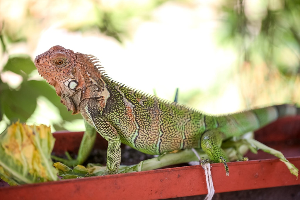 Iguana resting at a rehabilitation center supported by wildlife conservation volunteering efforts in Central America