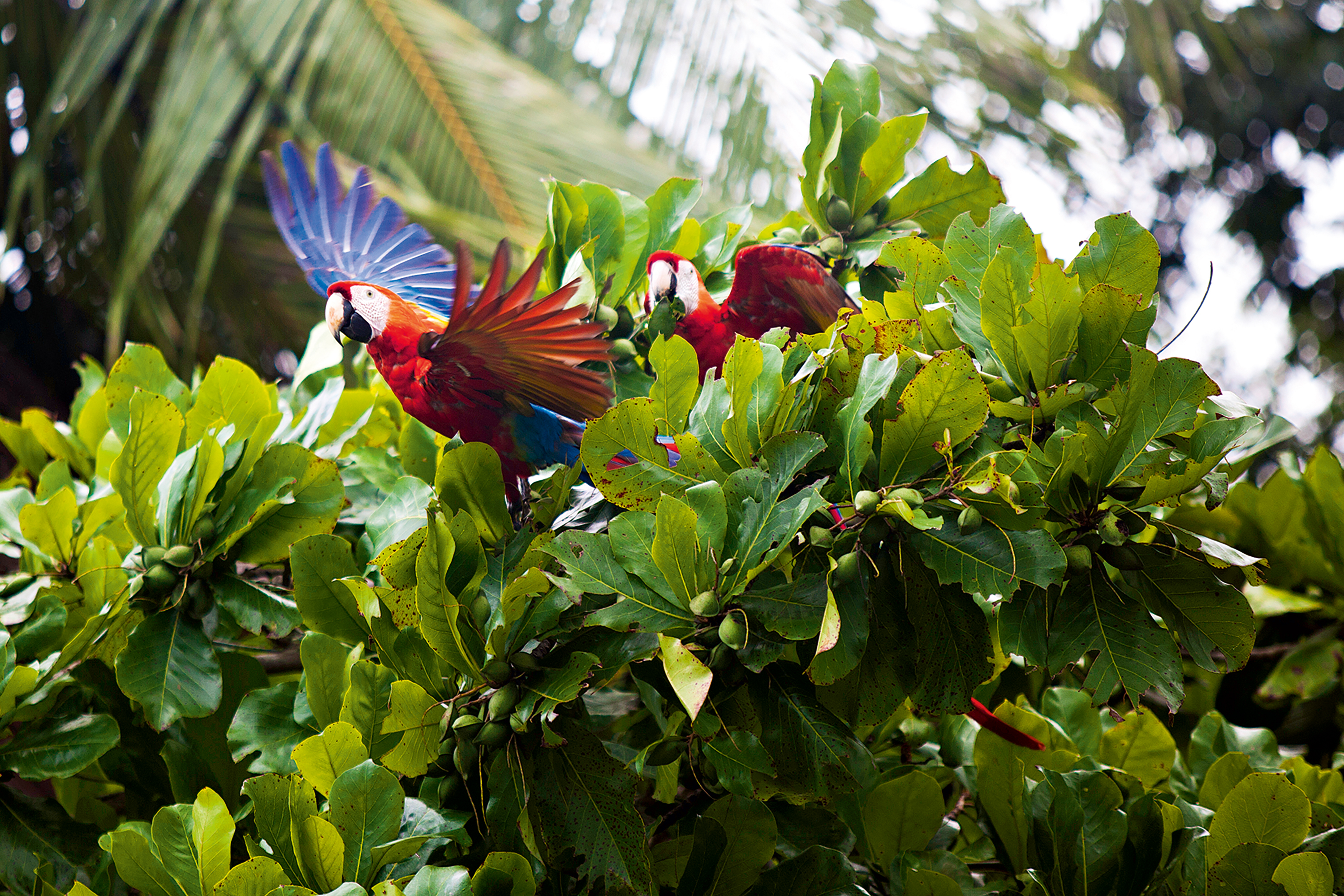 Picture of guacamayas on top of leaves.