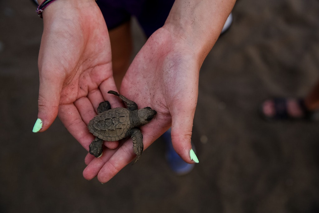 Student participating in wildlife conservation volunteering by safely releasing a baby sea turtle on a Costa Rica beach