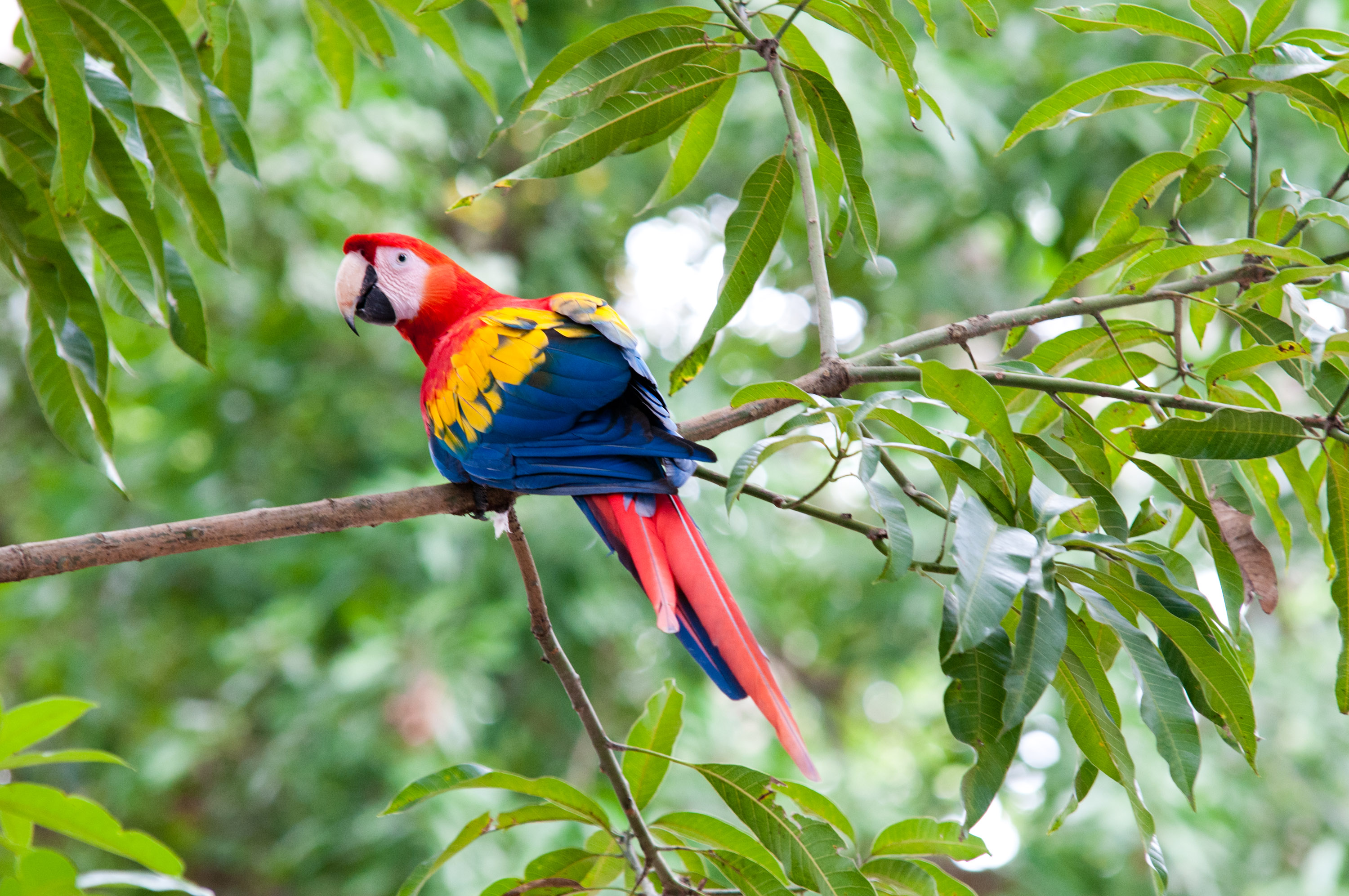 Picture of a beautiful guacamaya standing on a tree branch.