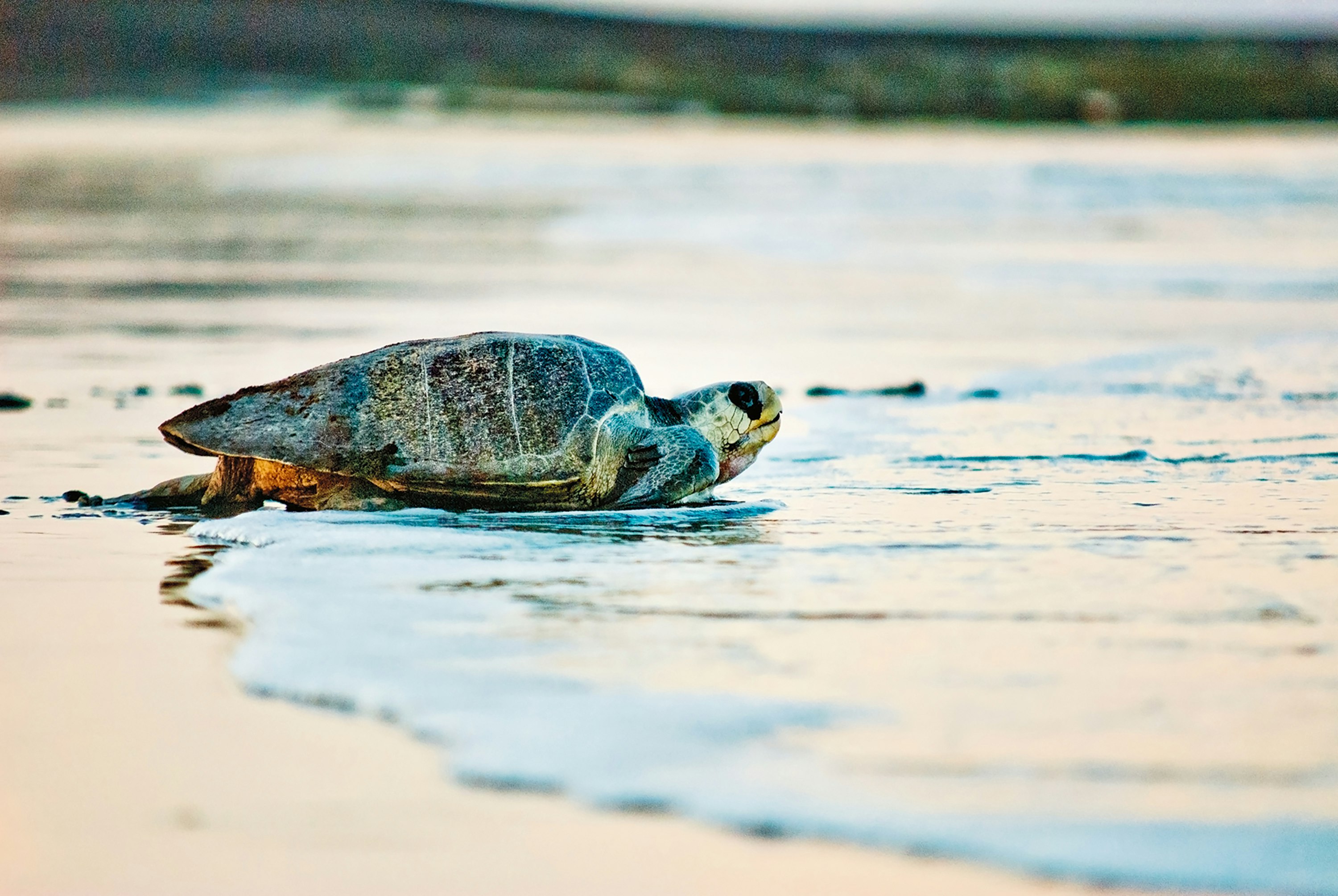 Costa Rica: Turtle Conservation Project