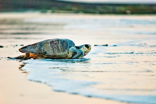 Students protecting sea turtles on a conservation trip for teens in Costa Rica