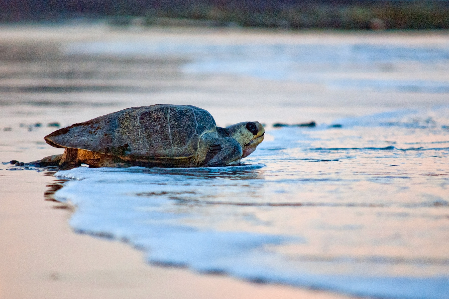 School Trip to Costa Rica: Nicoya Turtle Conservation