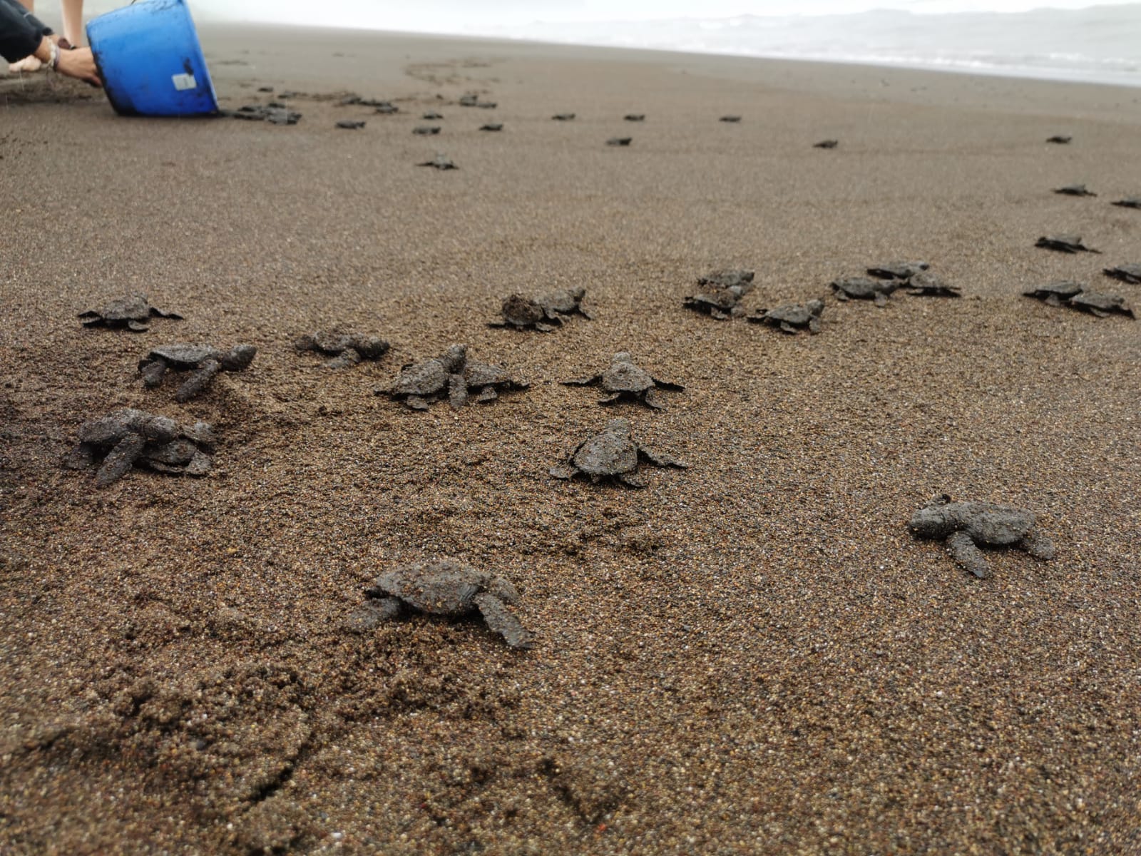 Baby sea turtles in Costa Rica crawl across the sand toward the ocean