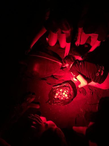 Students examine sea turtle eggs in a sand nest under red night light