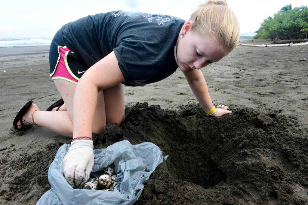 A Rustic Pathways student gathers sea turtle eggs to save them from poachers in Costa Rica.