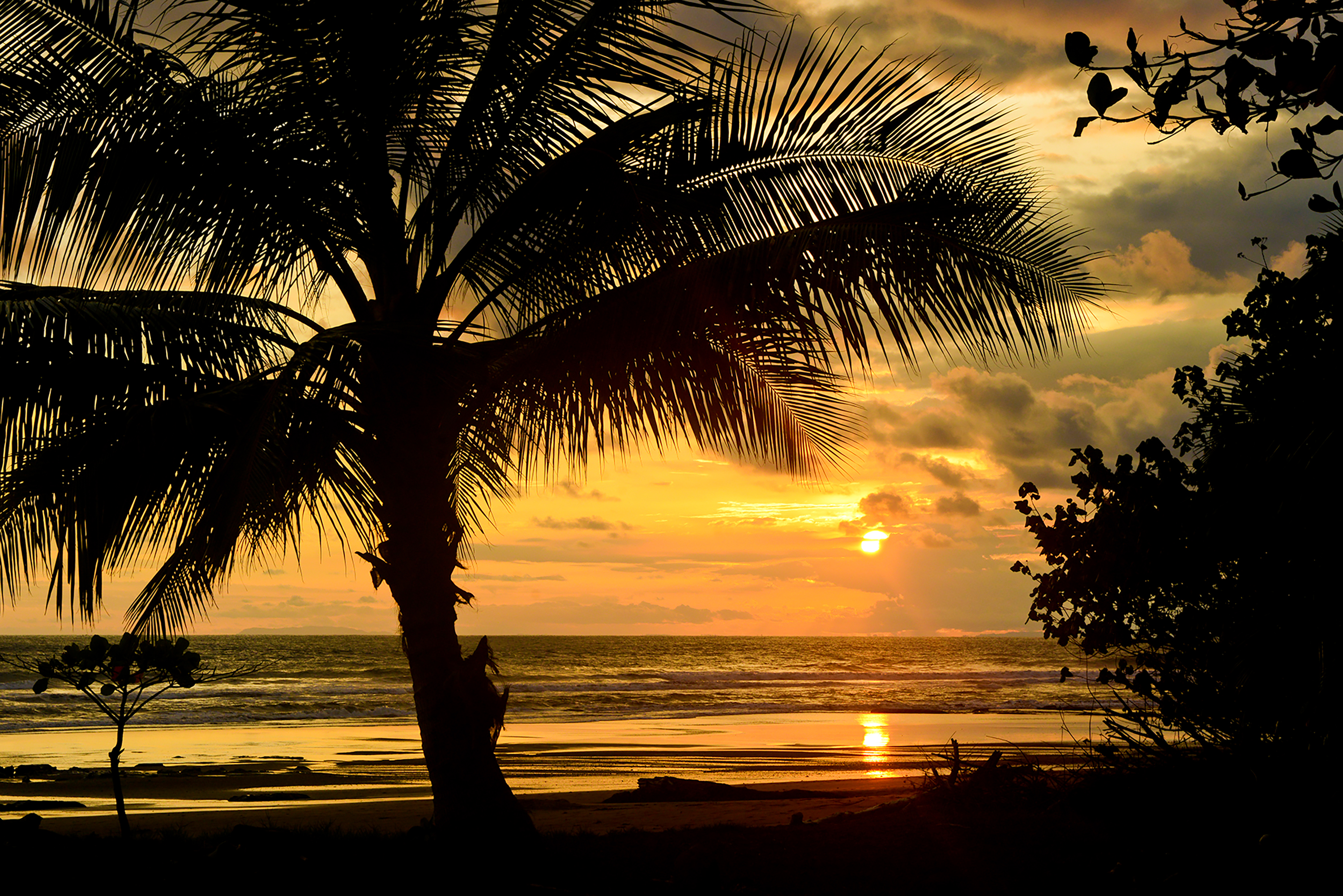 Teens watch a palm tree silhouetted against a golden ocean sunset