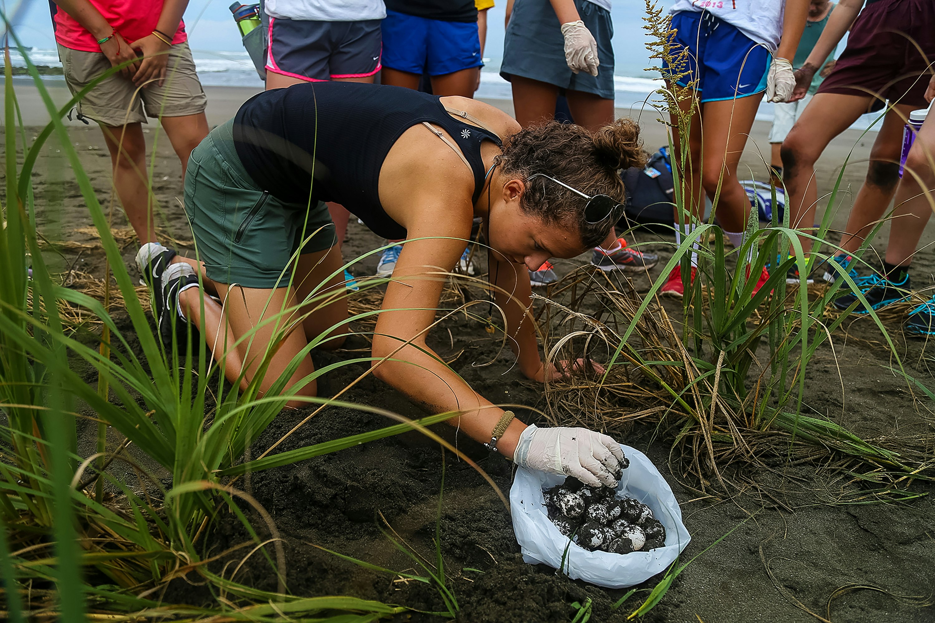 Costa Rica: Turtle Conservation Program (College)