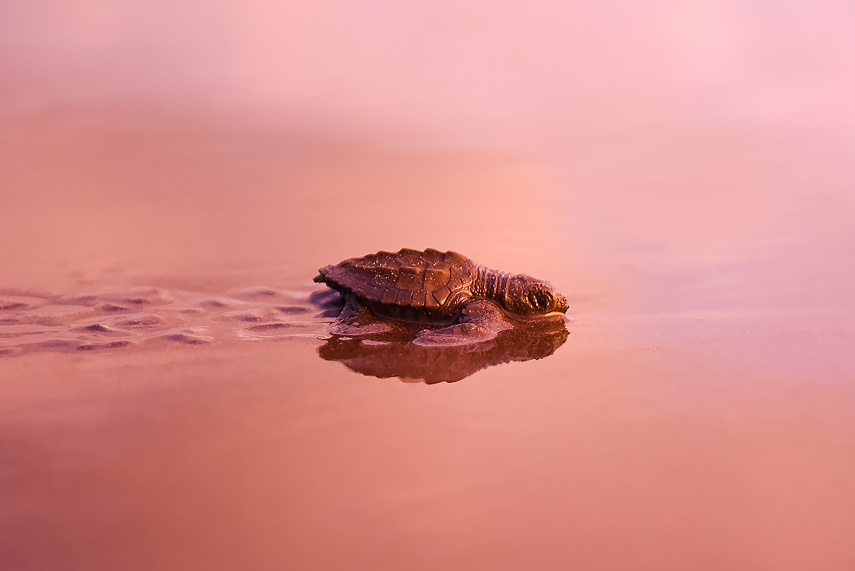 Picture of a seaturtle in the ocean.