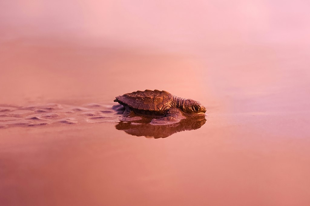 Picture of a seaturtle in the ocean.