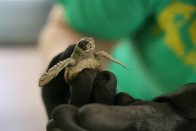 A sea turtle hatchling rests in a gloved hand in Costa Rica