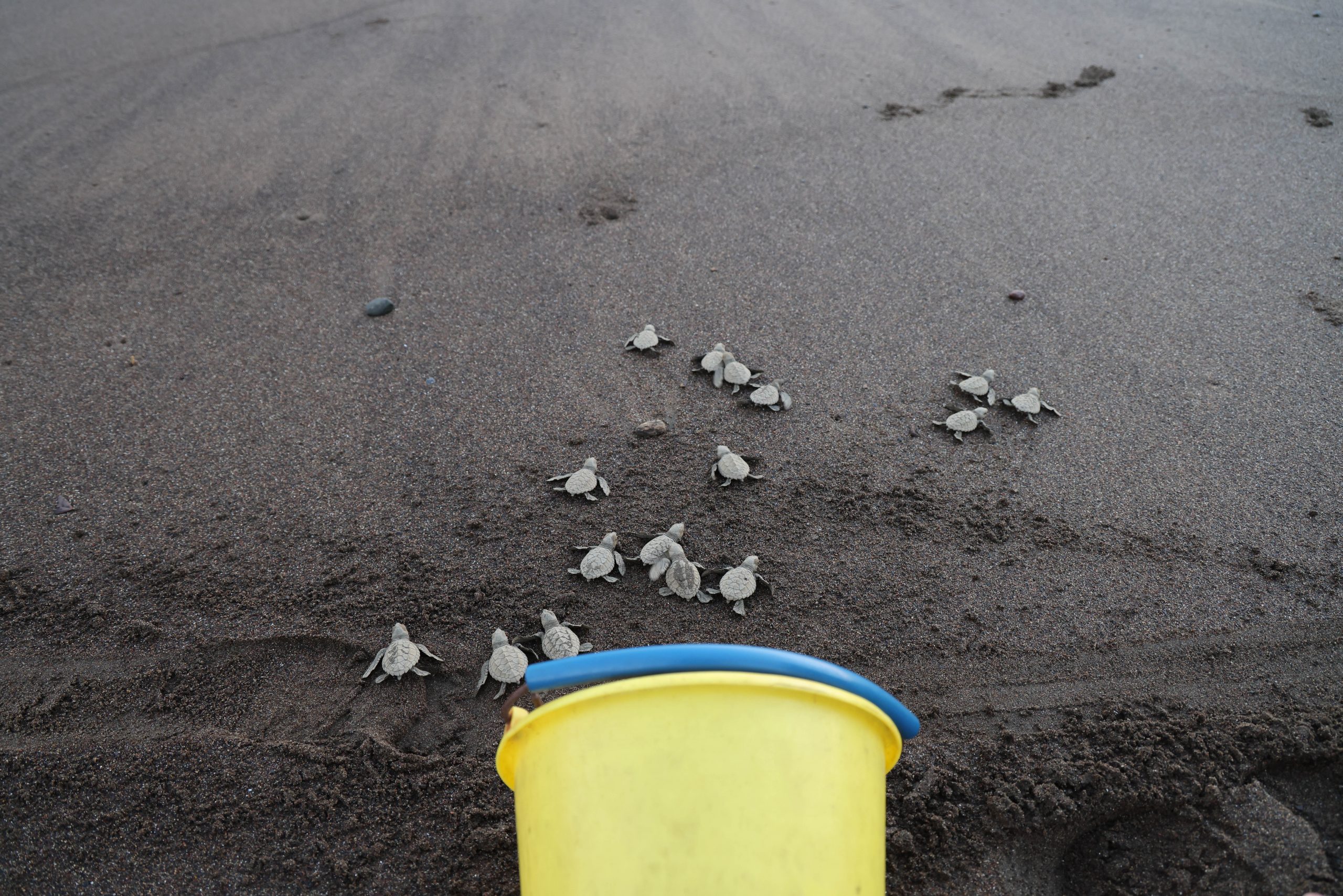 On a school trip, baby sea turtles crawl across sand toward the ocean beside a yellow release bucket