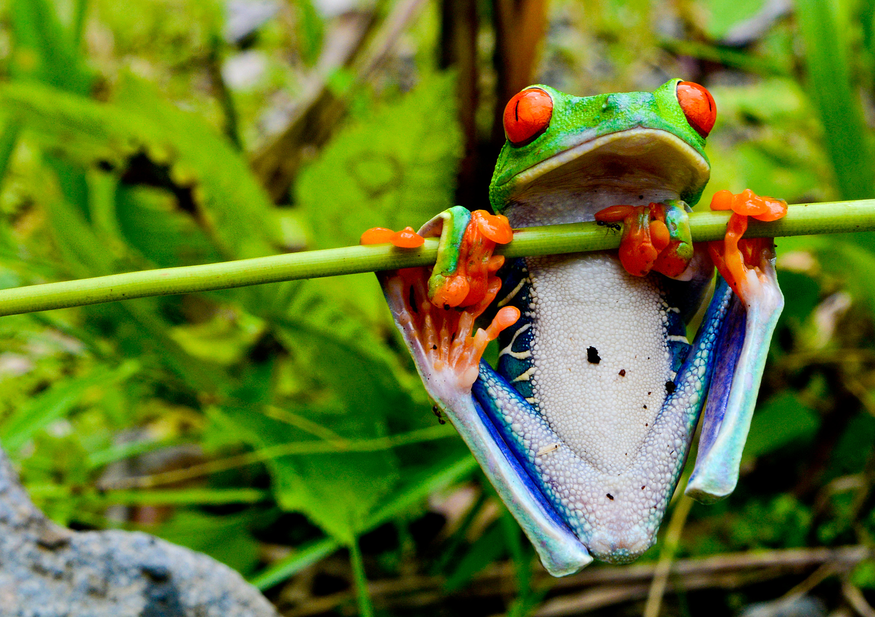 Students photograph a red-eyed tree frog clinging to a green stem
