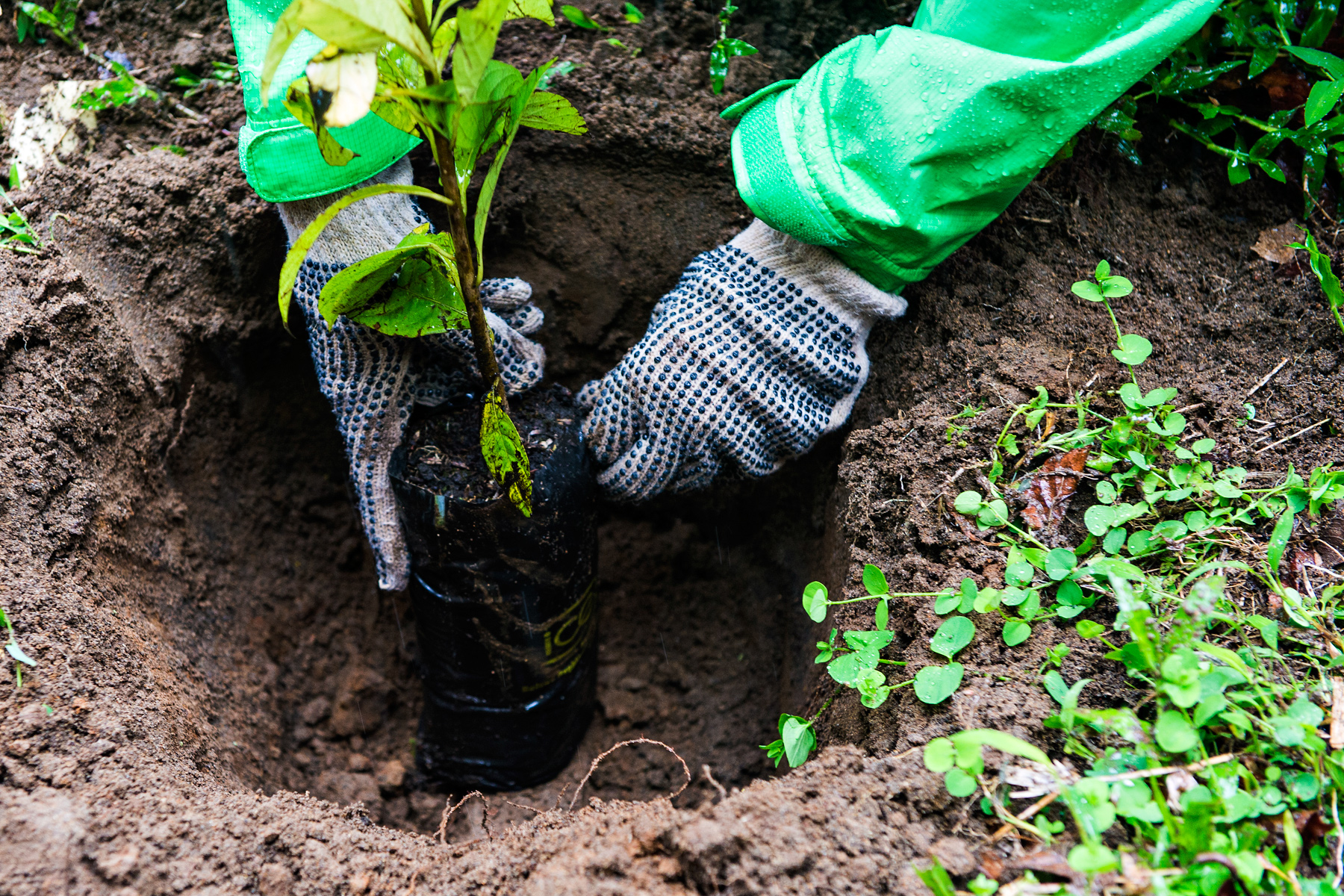 Gloved hands plant a young seedling into a dug hole in the soil